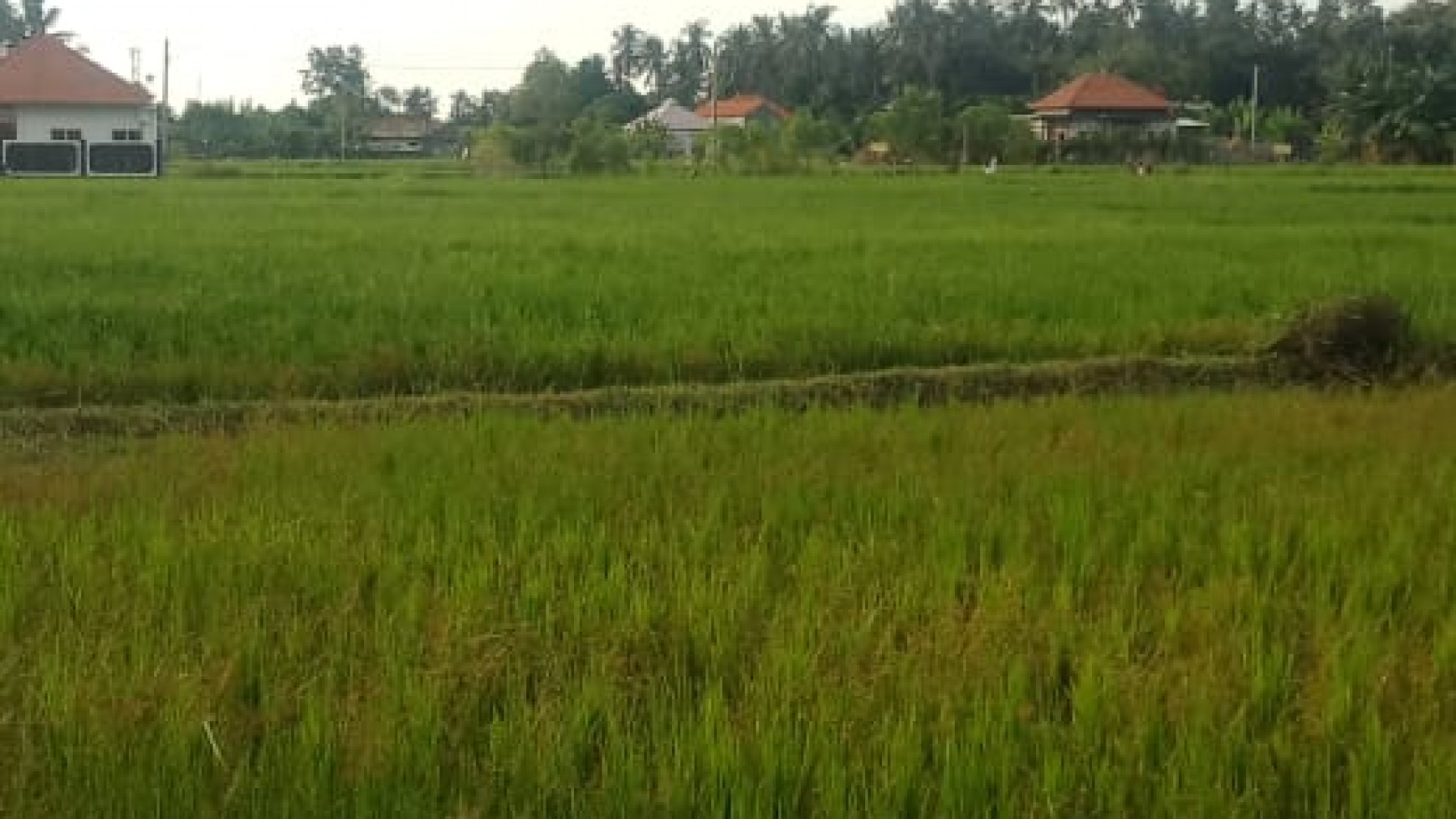 LAND FOR SALE WITH RICE FIELD VIEW IN LOVINA