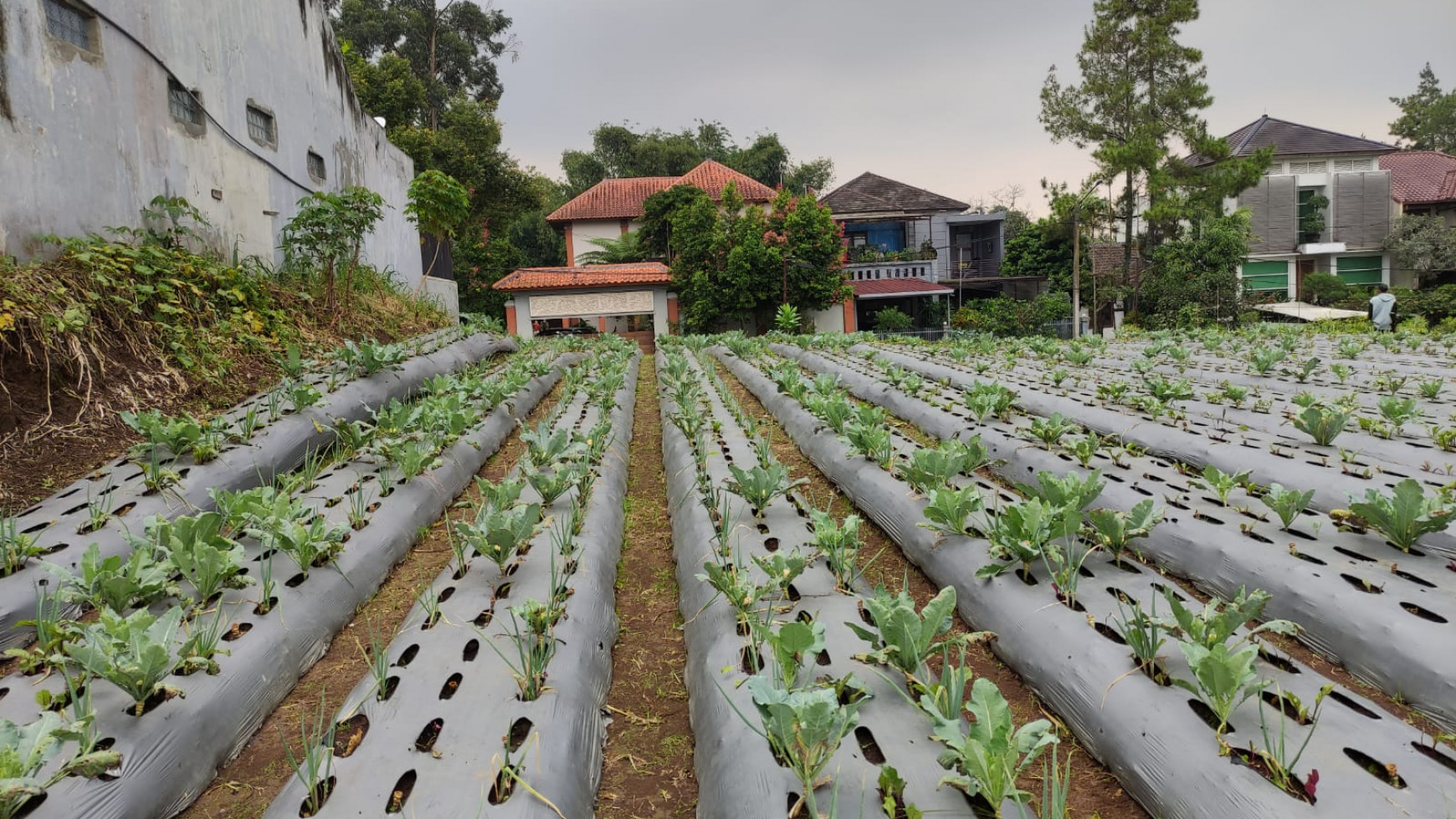 Turun harga,  kavling Setiabudi Regency, kotak, harga menarik. 