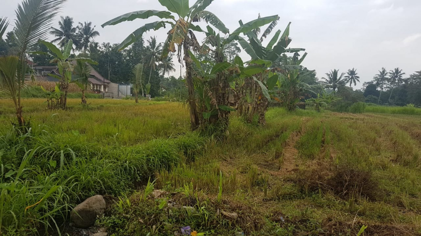 Tanah 3145 Meter Persegi Dekat Kampus UII Jl Kaliurang Km 13 Sleman