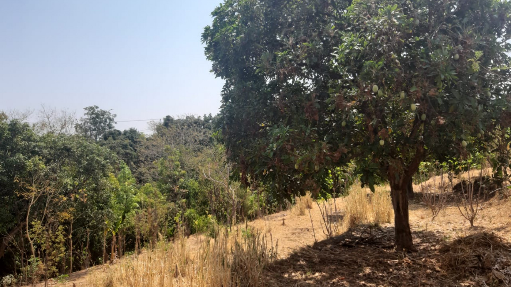 Lovina Land For Sale 5910 M2