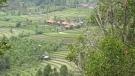 Amazing Rice Terrace View Land For Sale In Banjar