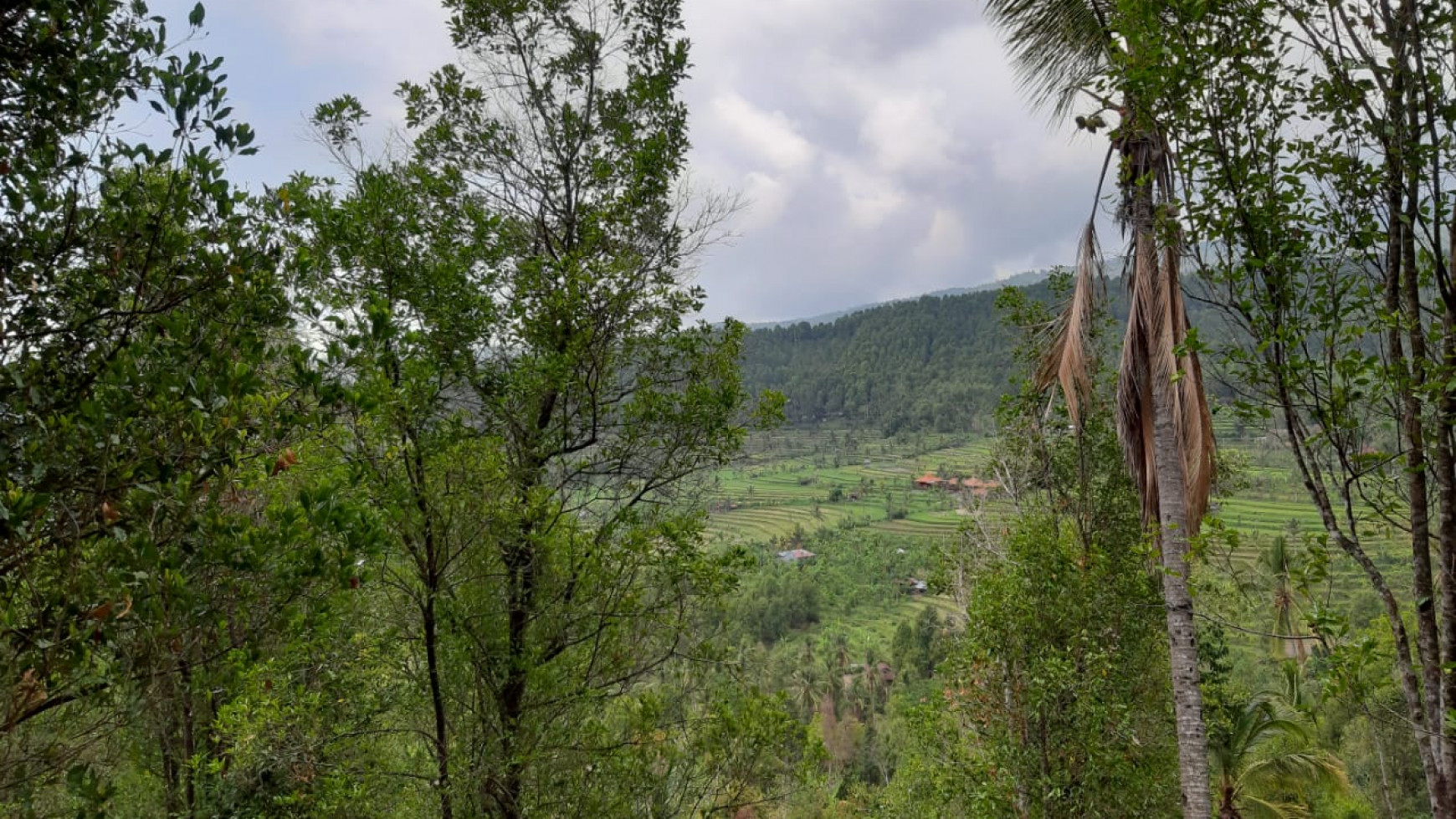 Amazing Rice Terrace View Land For Sale In Banjar