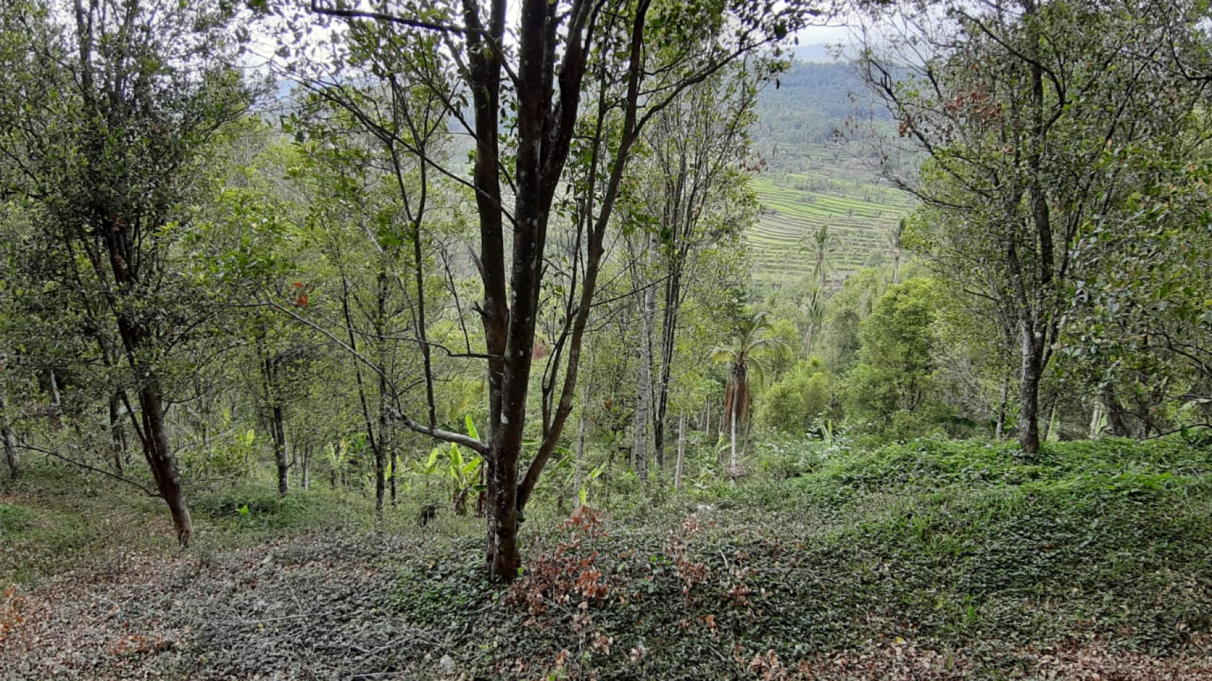 Amazing Rice Terrace View Land For Sale In Banjar