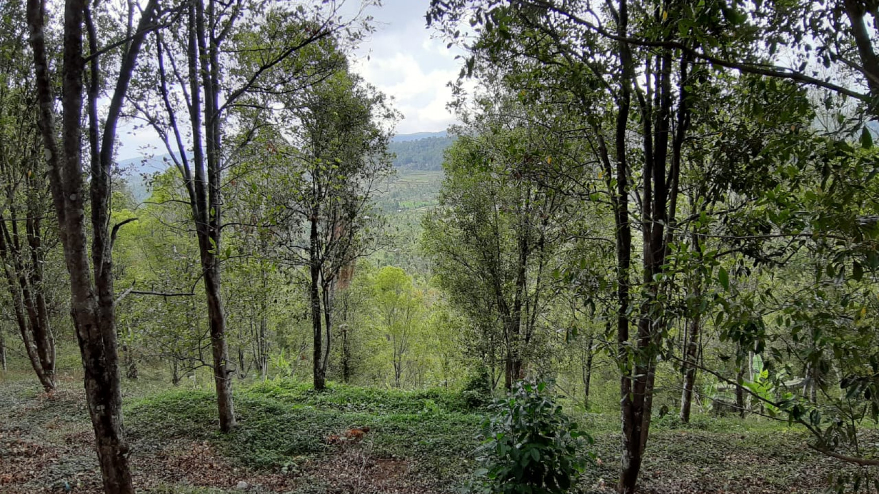 Amazing Rice Terrace View Land For Sale In Banjar