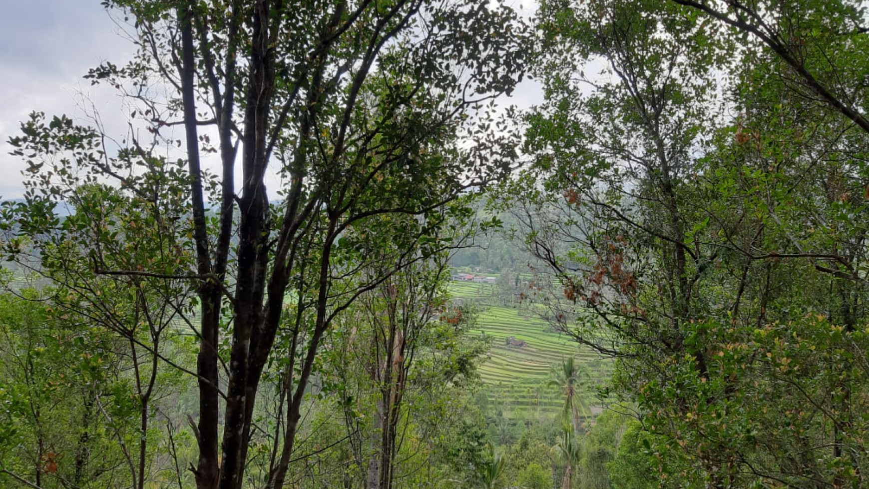 Amazing Rice Terrace View Land For Sale In Banjar