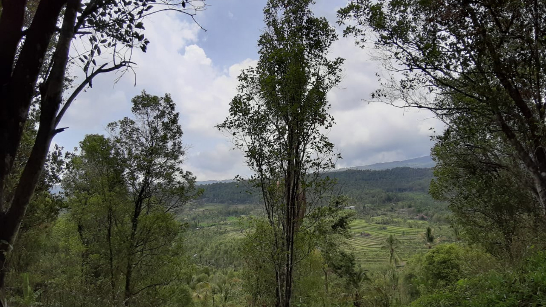 Amazing Rice Terrace View Land For Sale In Banjar