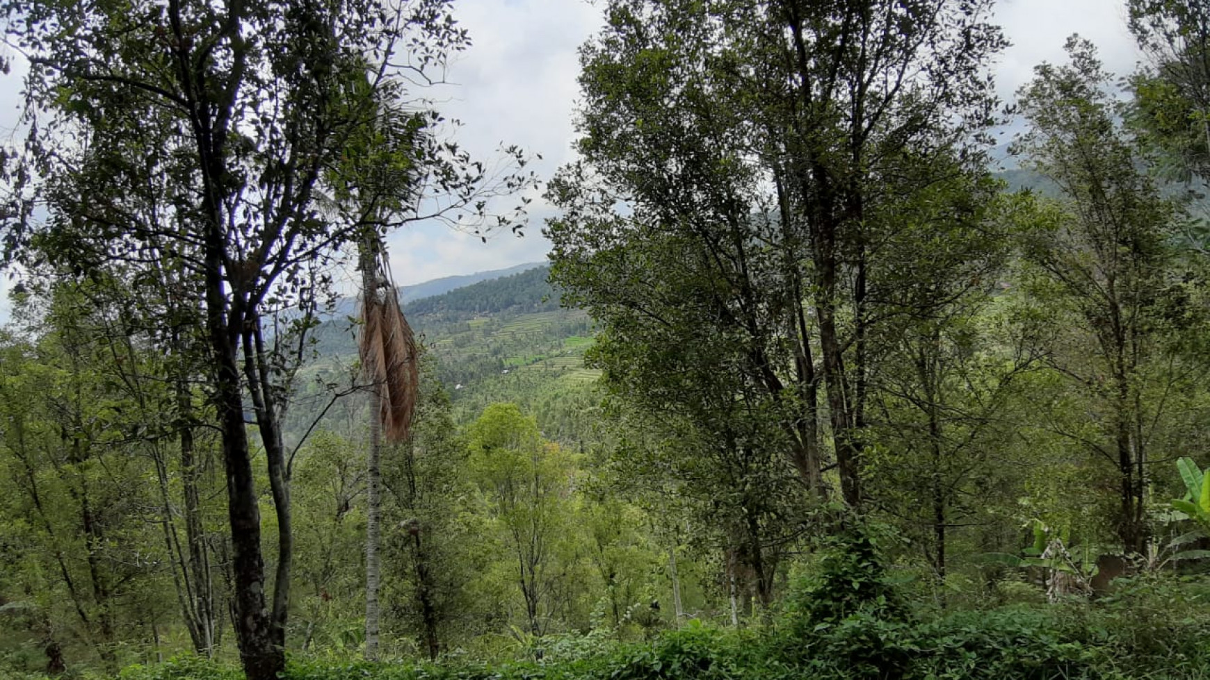 Amazing Rice Terrace View Land For Sale In Banjar