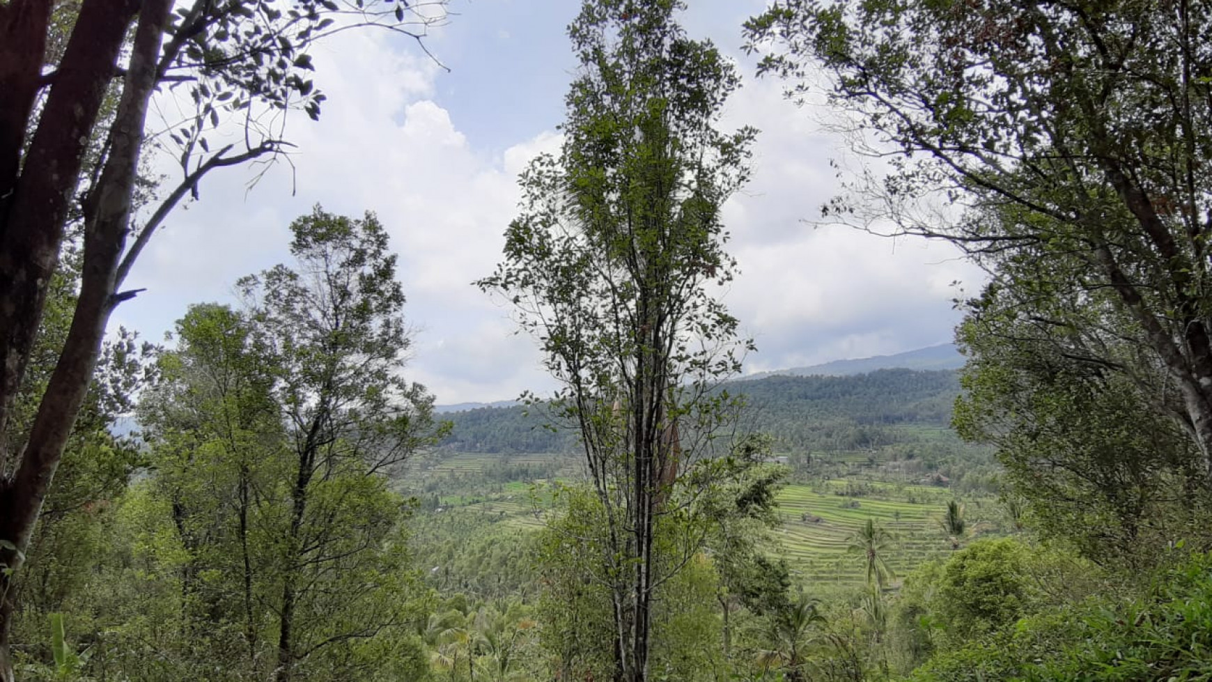 Amazing Rice Terrace View Land For Sale In Banjar