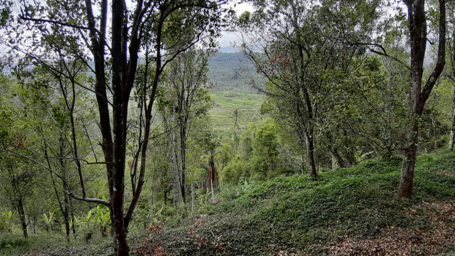 Amazing Rice Terrace View Land For Sale In Banjar