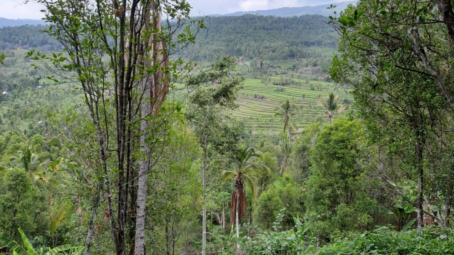 Amazing Rice Terrace View Land For Sale In Banjar