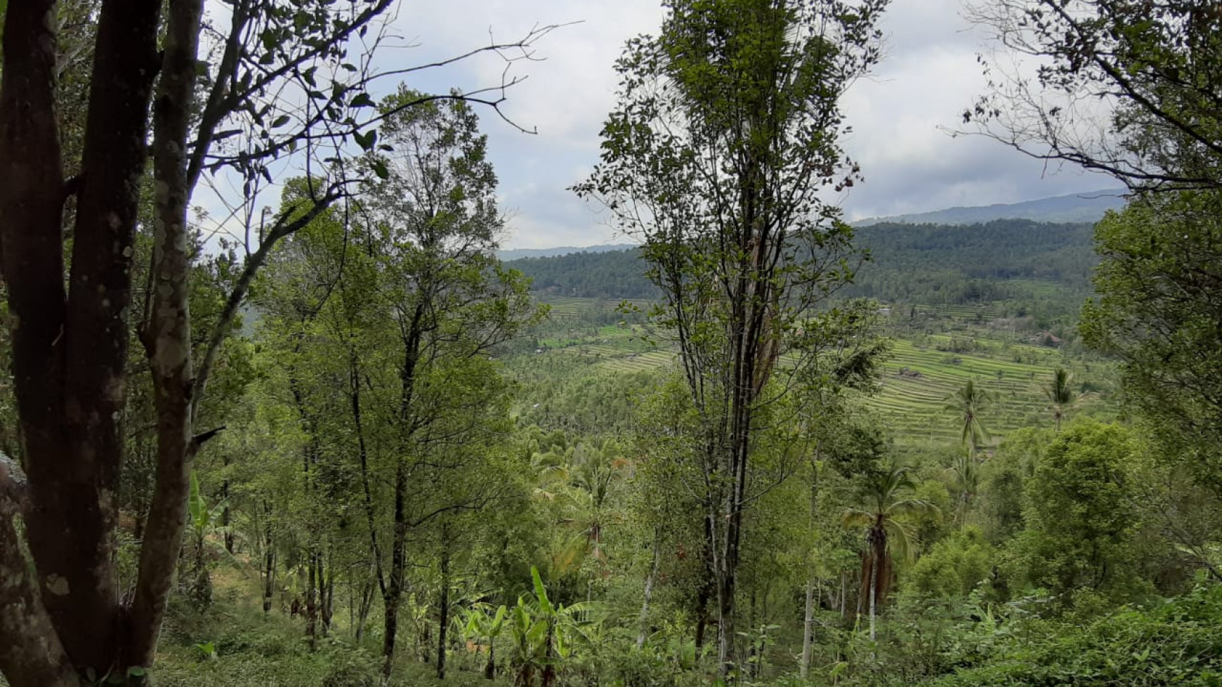 Amazing Rice Terrace View Land For Sale In Banjar