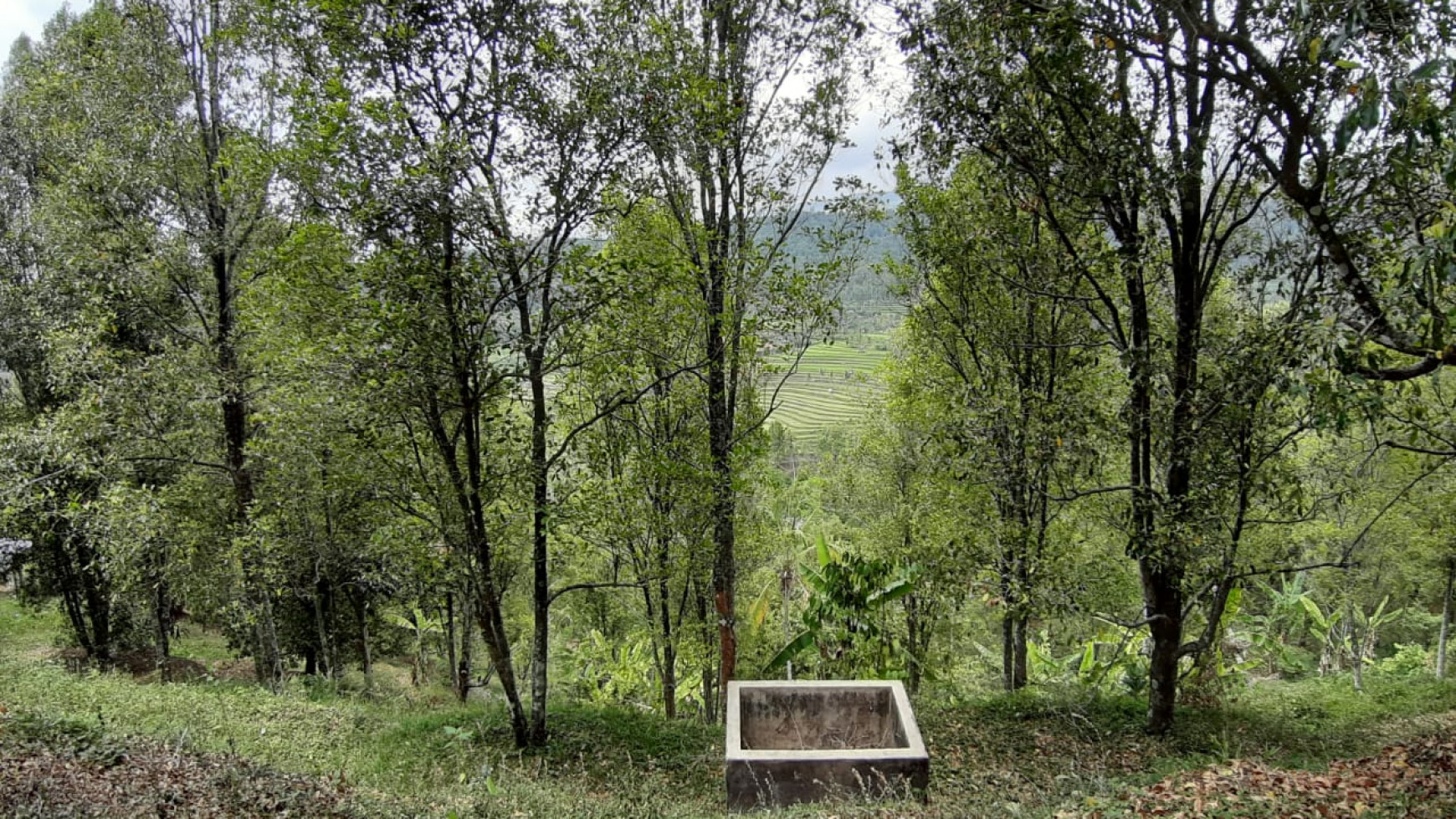 Amazing Rice Terrace View Land For Sale In Banjar