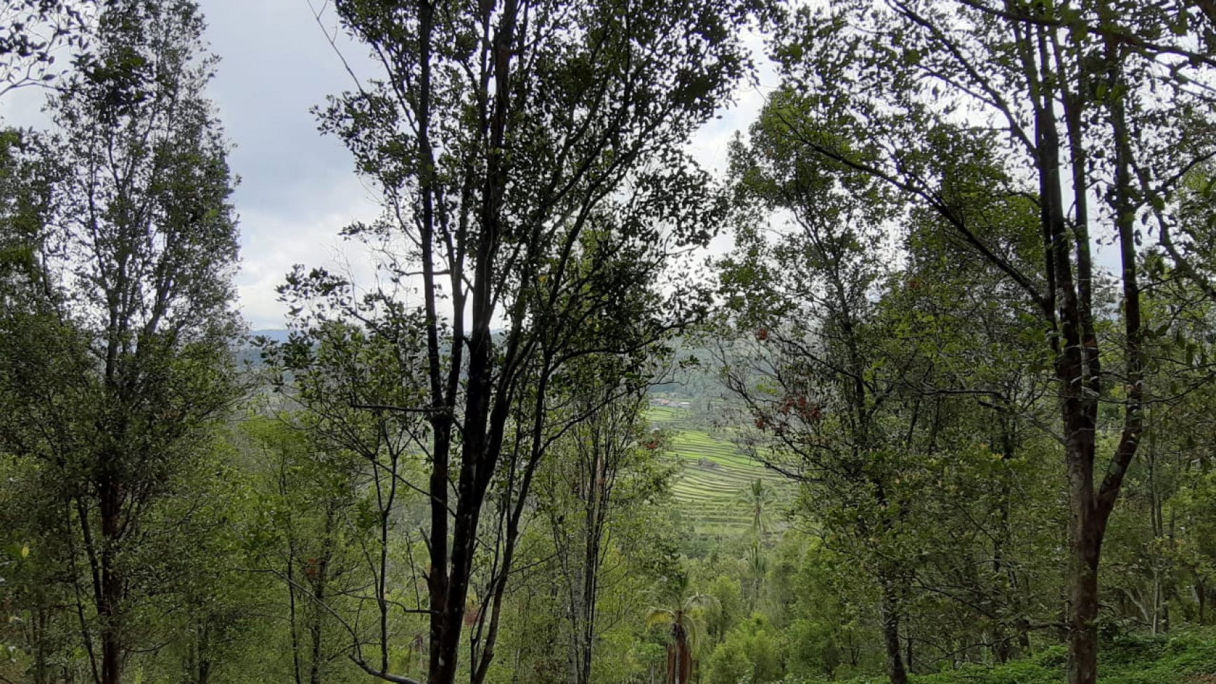 Amazing Rice Terrace View Land For Sale In Banjar