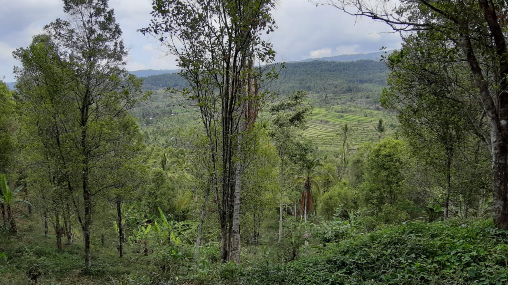 Amazing Rice Terrace View Land For Sale In Banjar