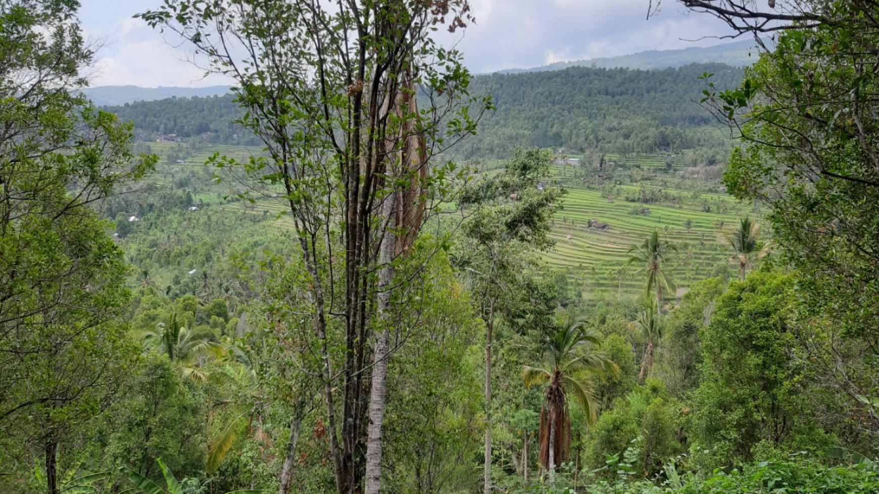 Amazing Rice Terrace View Land For Sale In Banjar