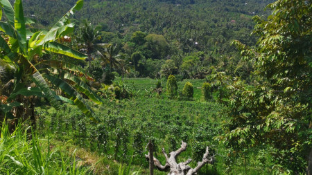 25.570 Sqm Land Freehold in Mayong, Buleleng
