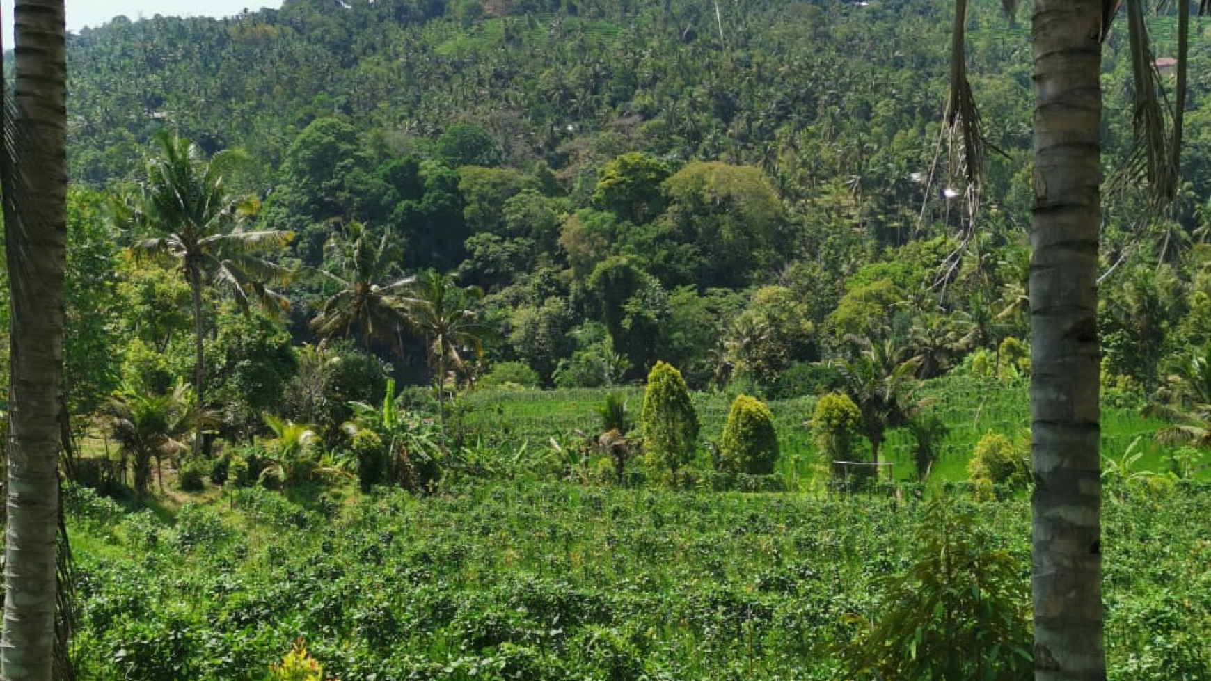 25.570 Sqm Land Freehold in Mayong, Buleleng