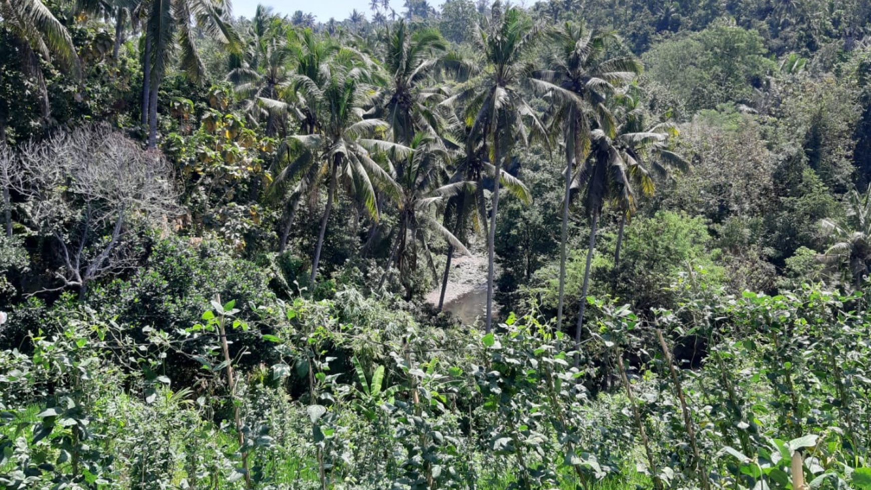 25.570 Sqm Land Freehold in Mayong, Buleleng