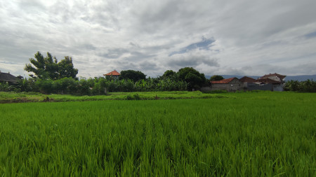 FREEHOLD LAND 2.400 SQM IN SINGARAJA