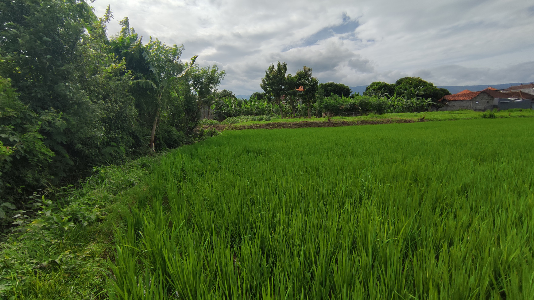 FREEHOLD LAND 2.400 SQM IN SINGARAJA