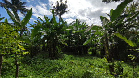 FREEHOLD LAND CLOSE TO DOWNTOWN LOVINA