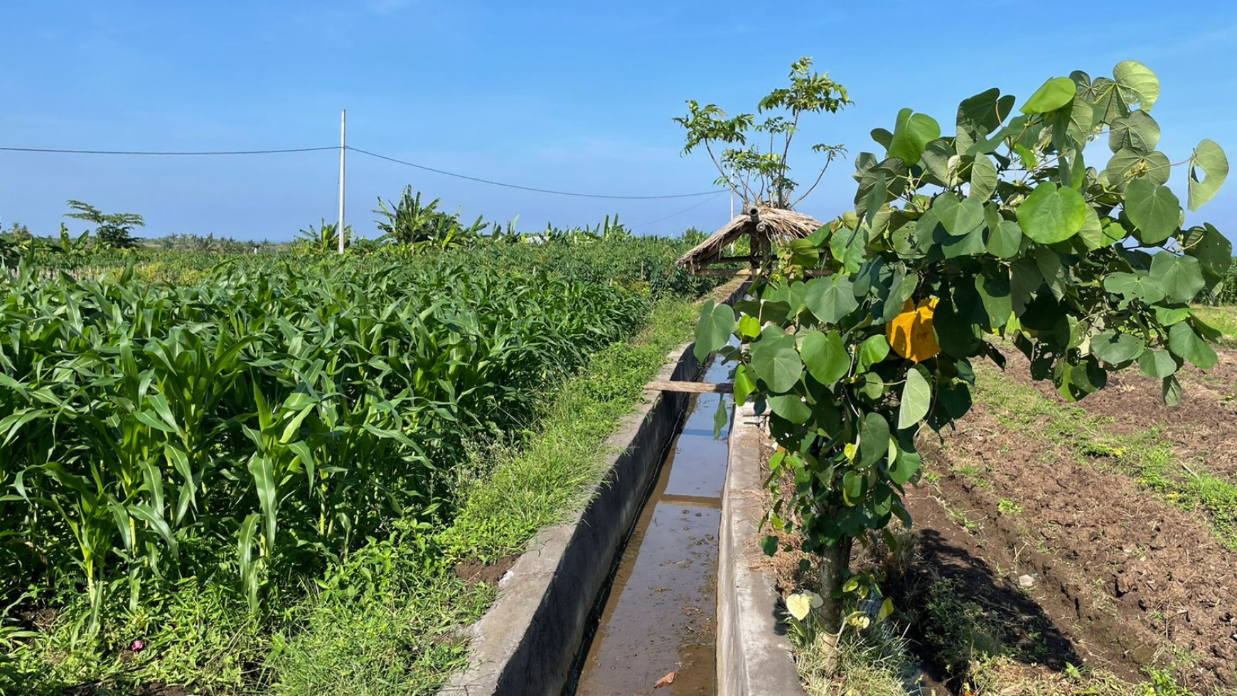 Land Freehold 1230 Sqm in Tibu Biu Tabanan