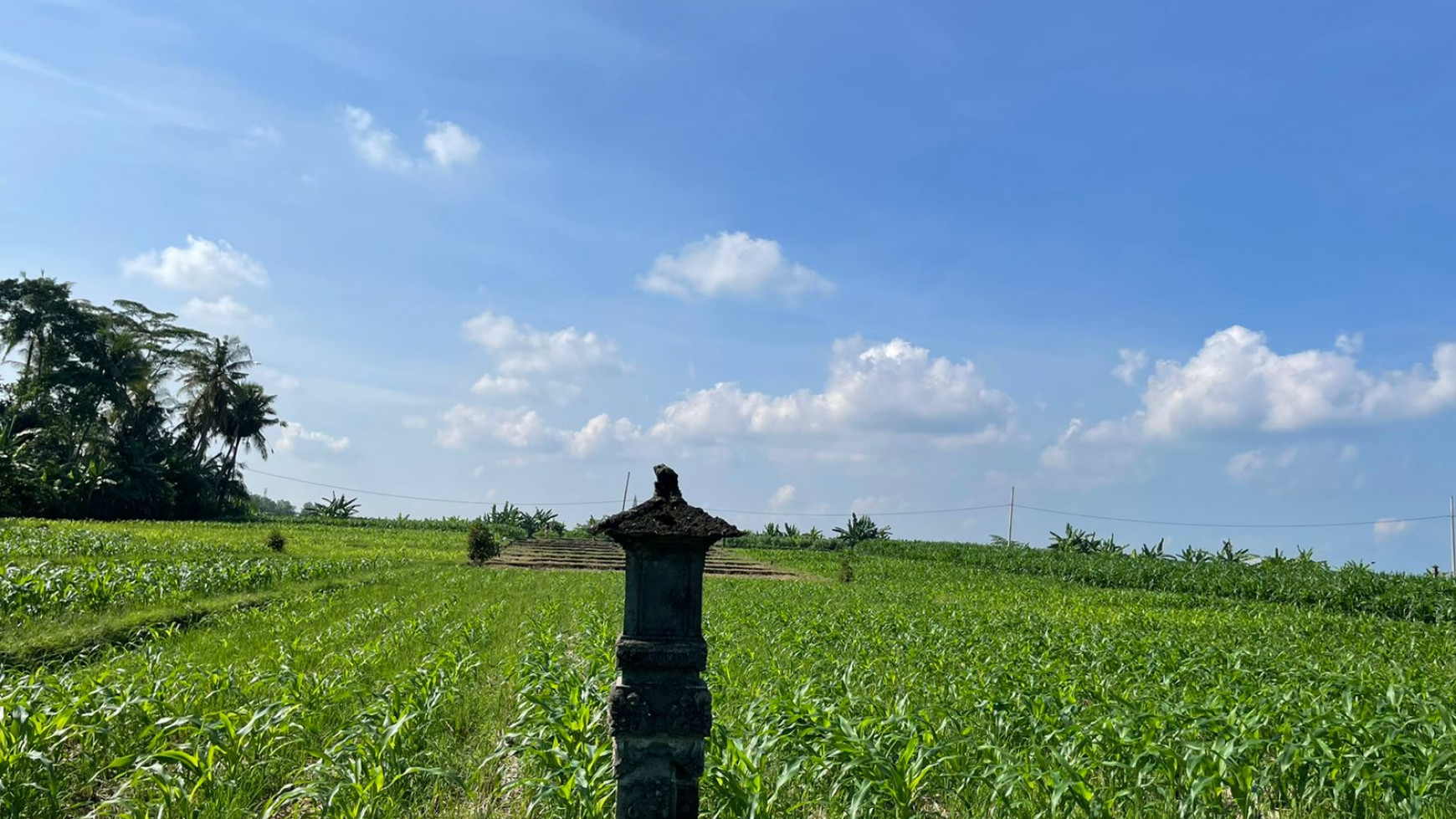 Land Freehold 1230 Sqm in Tibu Biu Tabanan