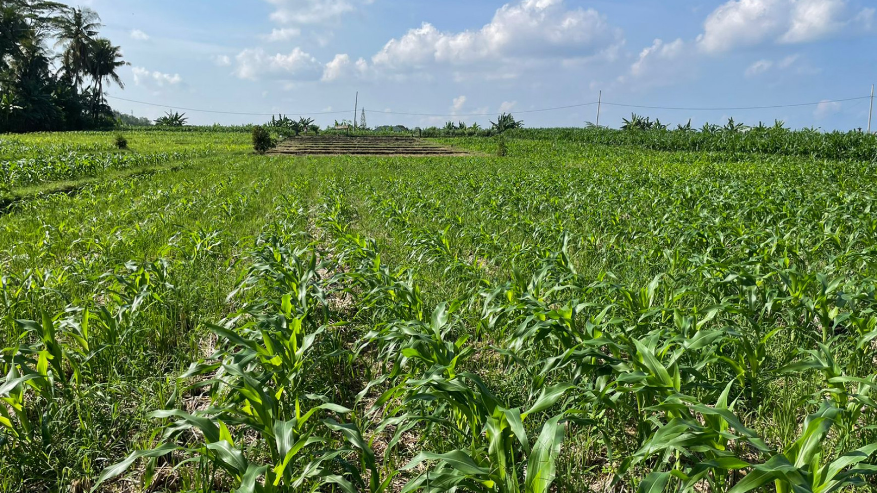 Land Freehold 1230 Sqm in Tibu Biu Tabanan