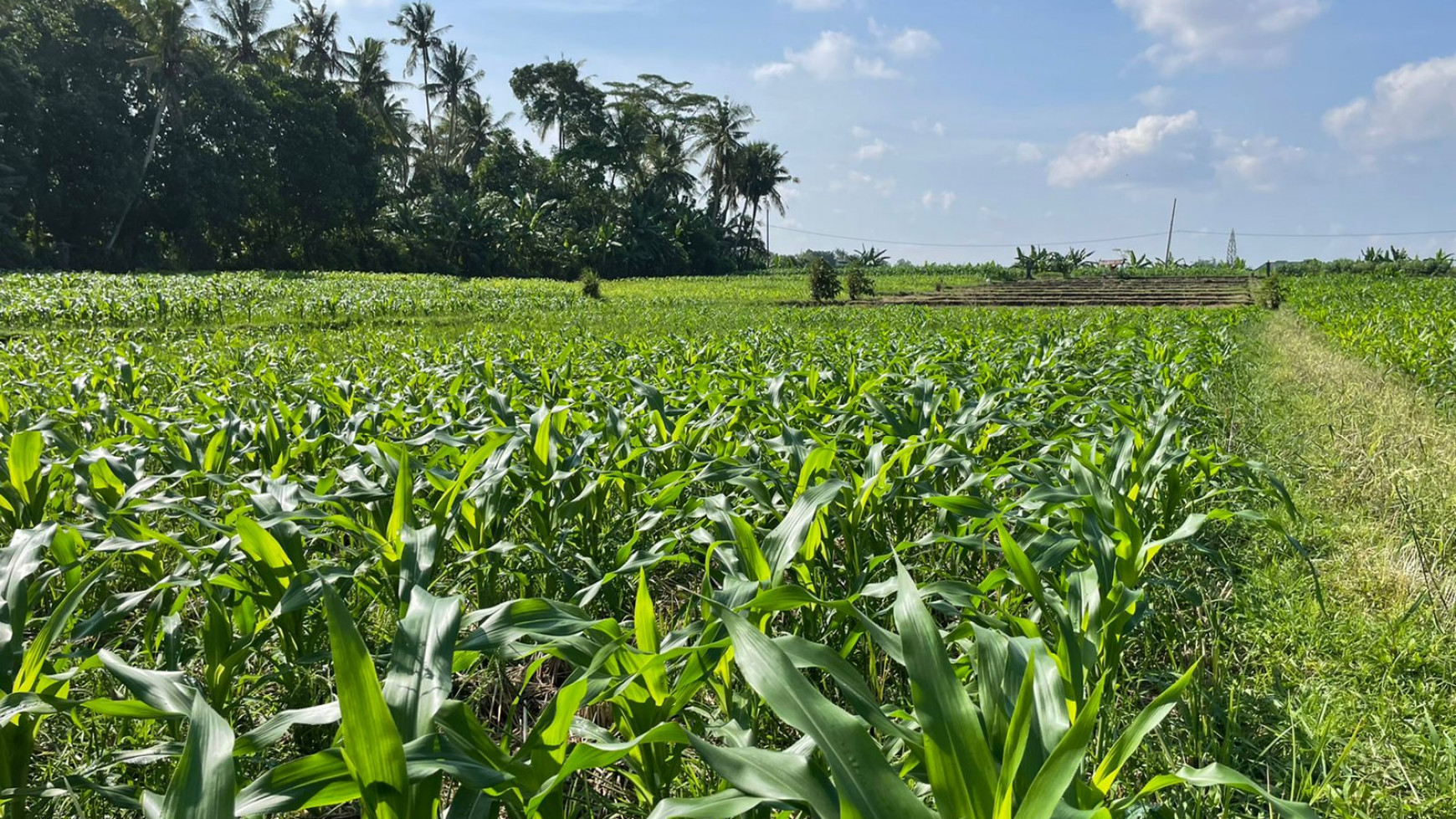 Land Freehold 1230 Sqm in Tibu Biu Tabanan