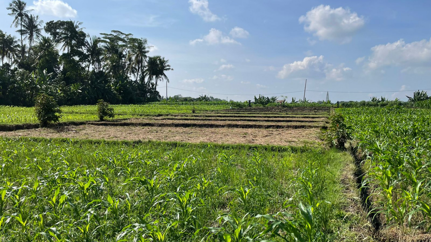 Land Freehold 1230 Sqm in Tibu Biu Tabanan