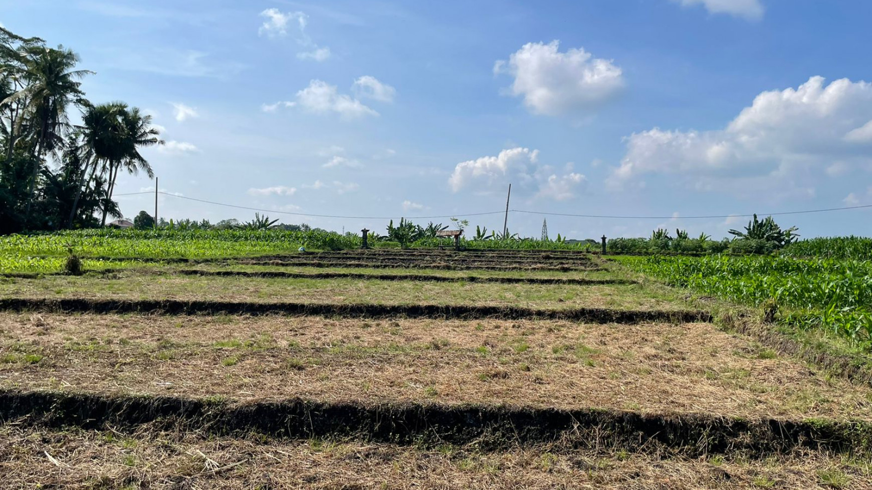 Land Freehold 1230 Sqm in Tibu Biu Tabanan