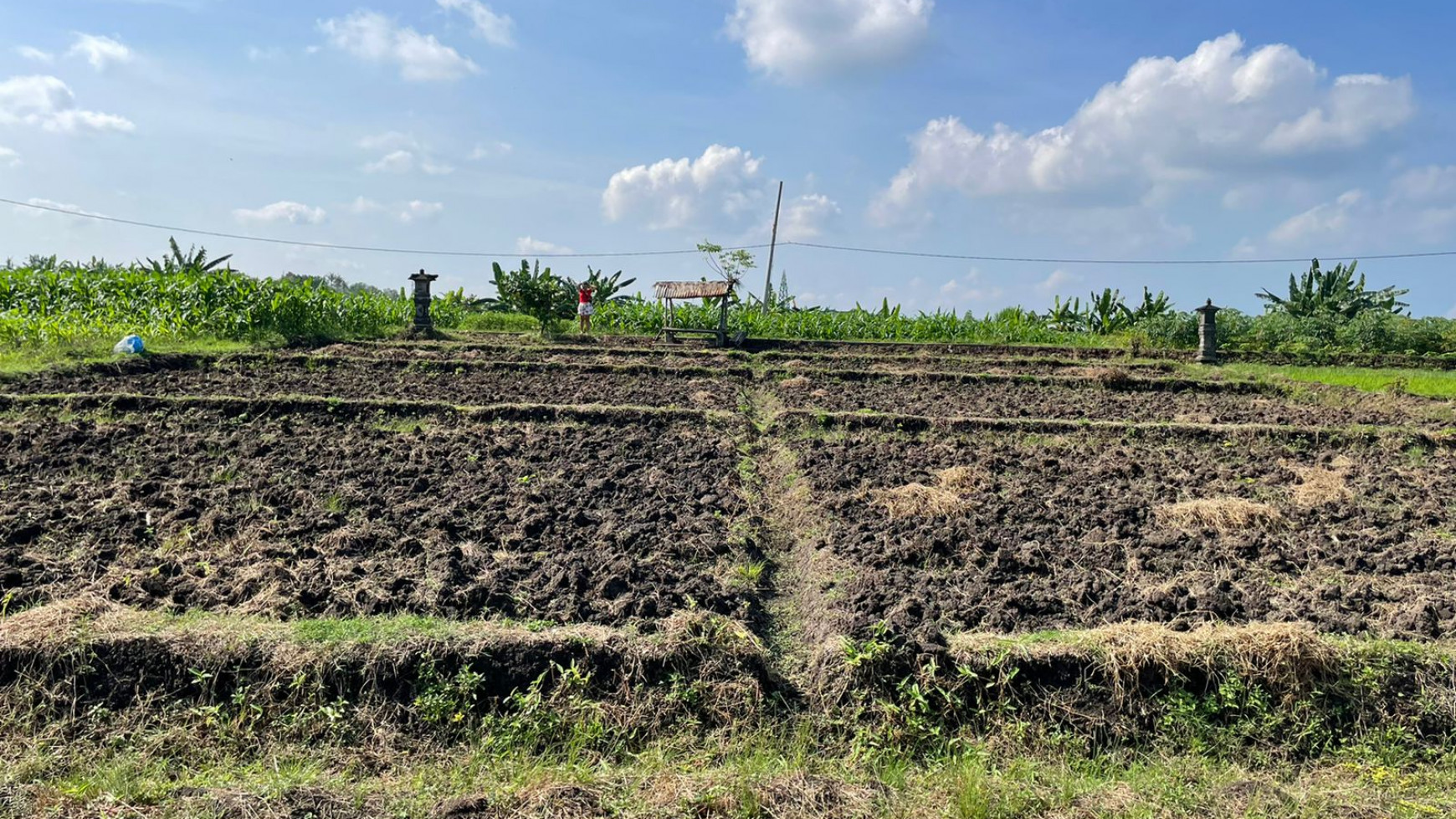 Land Freehold 1230 Sqm in Tibu Biu Tabanan