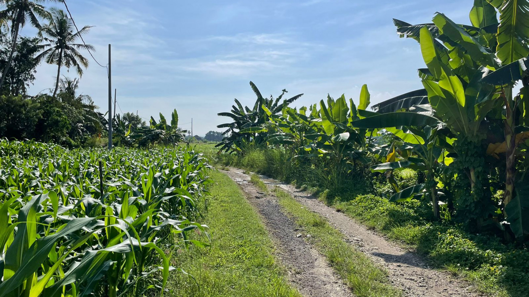 Land Freehold 1230 Sqm in Tibu Biu Tabanan