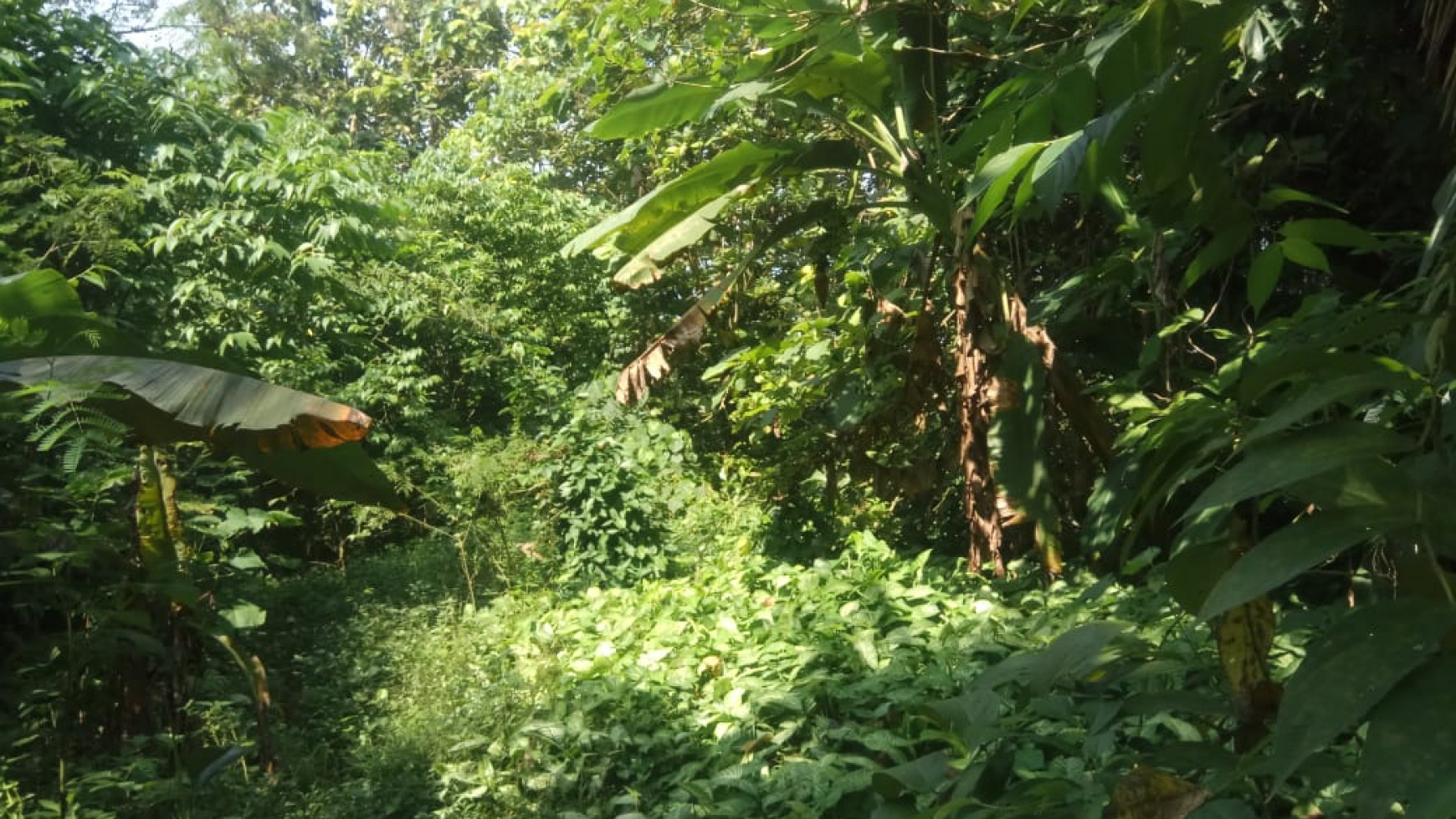 Tanah Luas 4656 Meter Persegi Didaerah Argorejo Sedayu Bantul