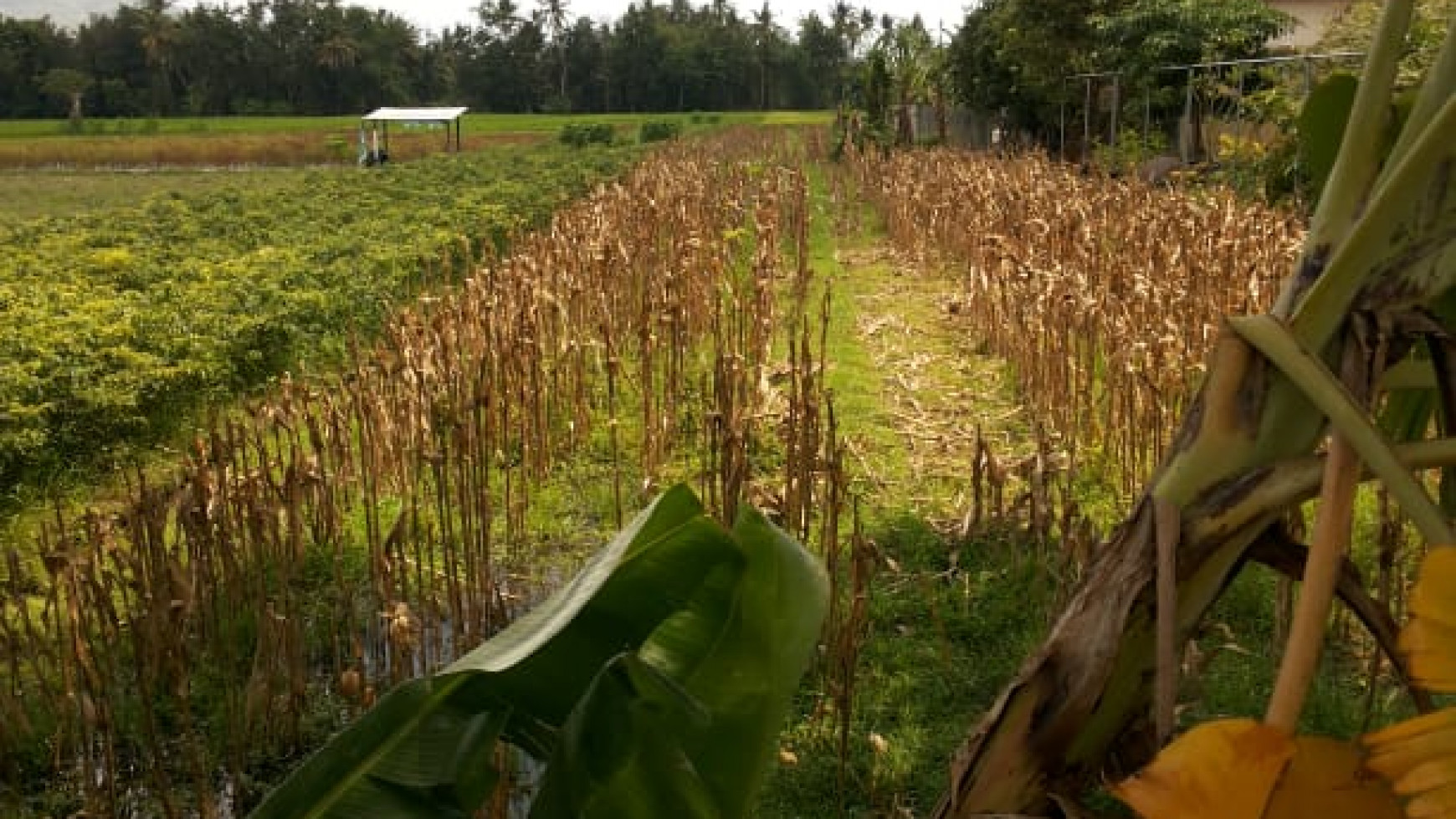 TANAH SAWAH 487 METER PERSEGI DI PAKER, JL PARANGTRITIS, BANTUL