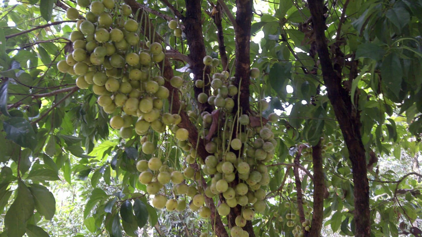 For Sale Kebun Buah , sawah dan Villa area Dramaga Bogor