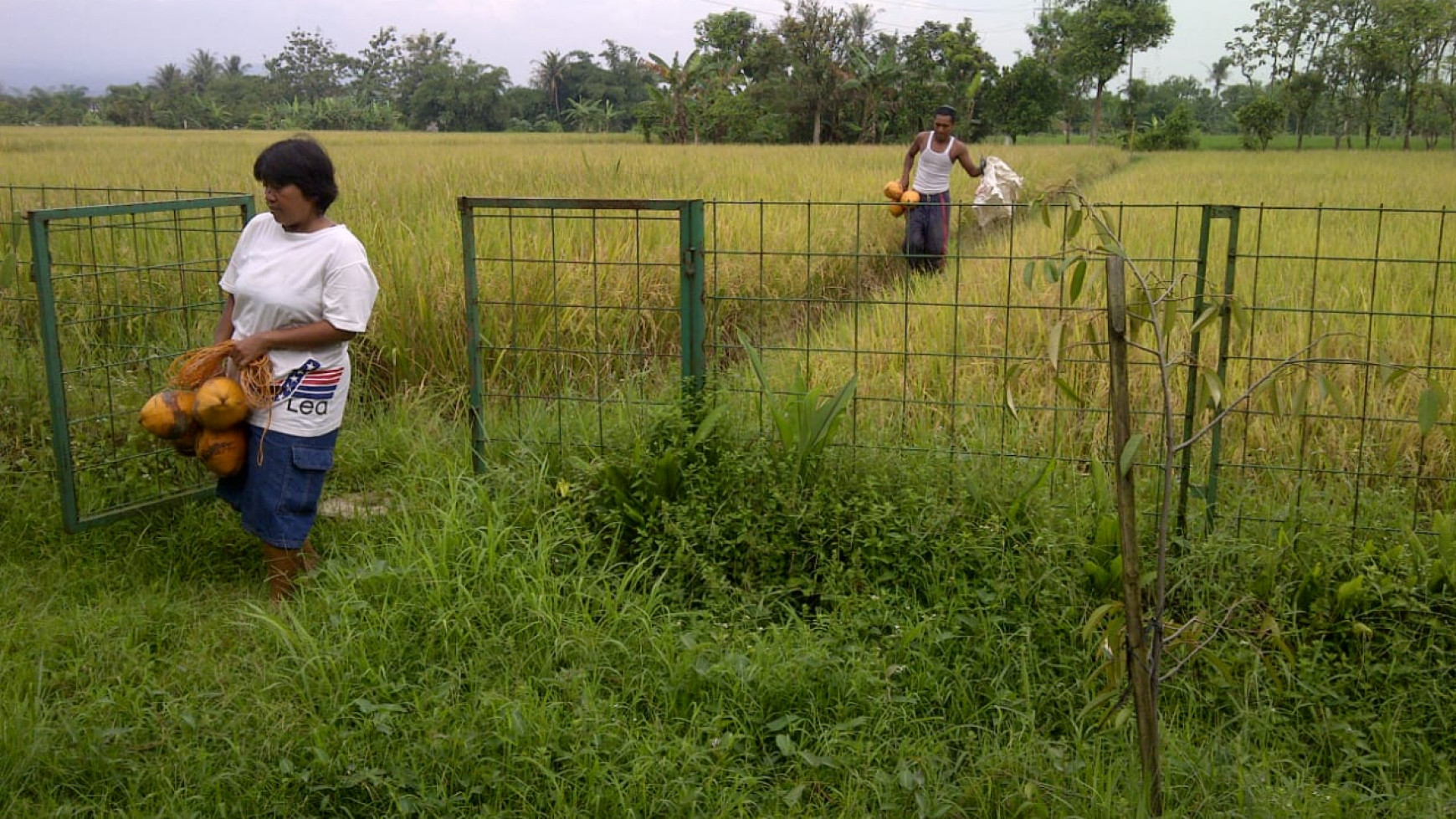 For Sale Kebun Buah , sawah dan Villa area Dramaga Bogor