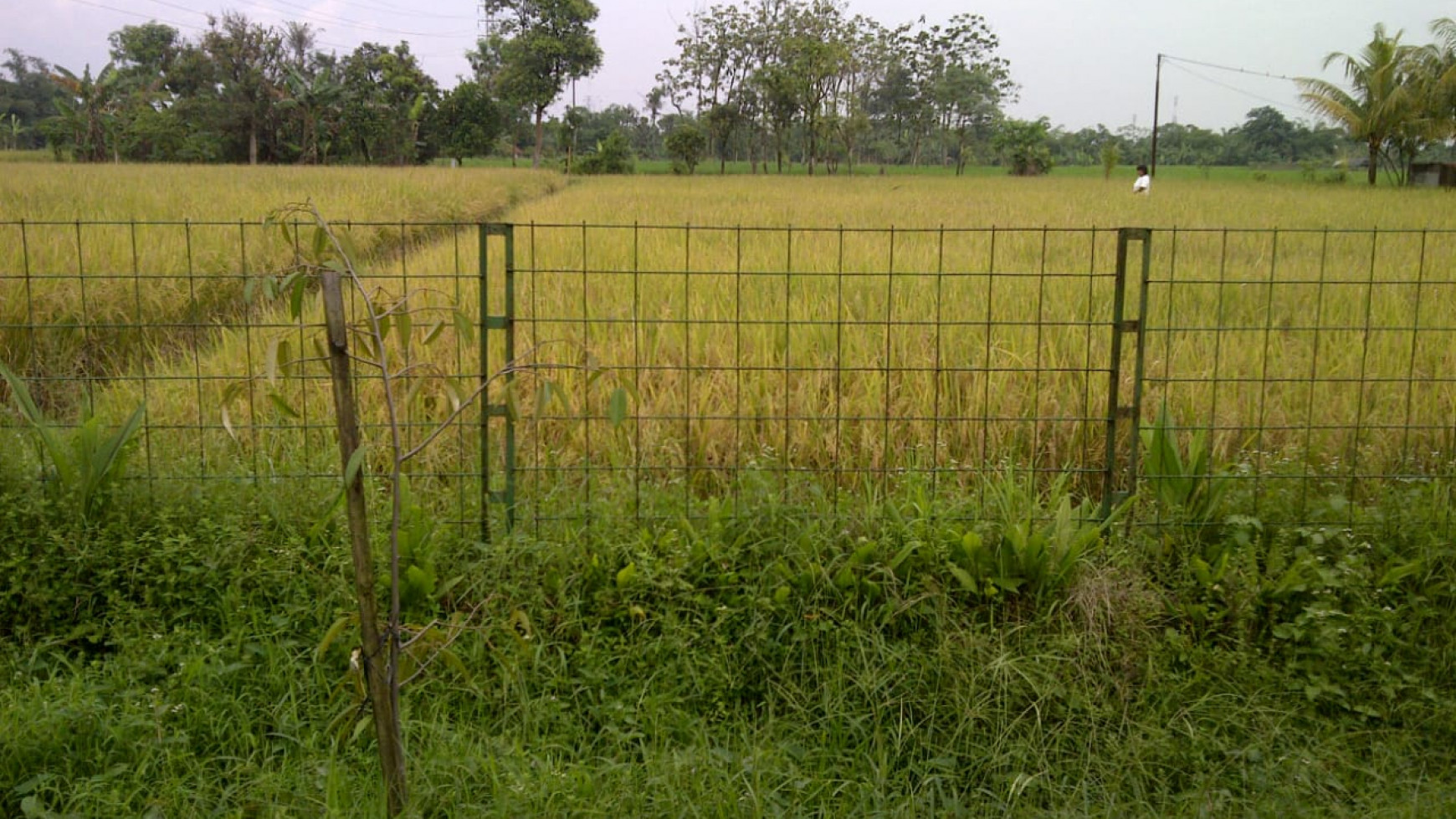 For Sale Kebun Buah , sawah dan Villa area Dramaga Bogor