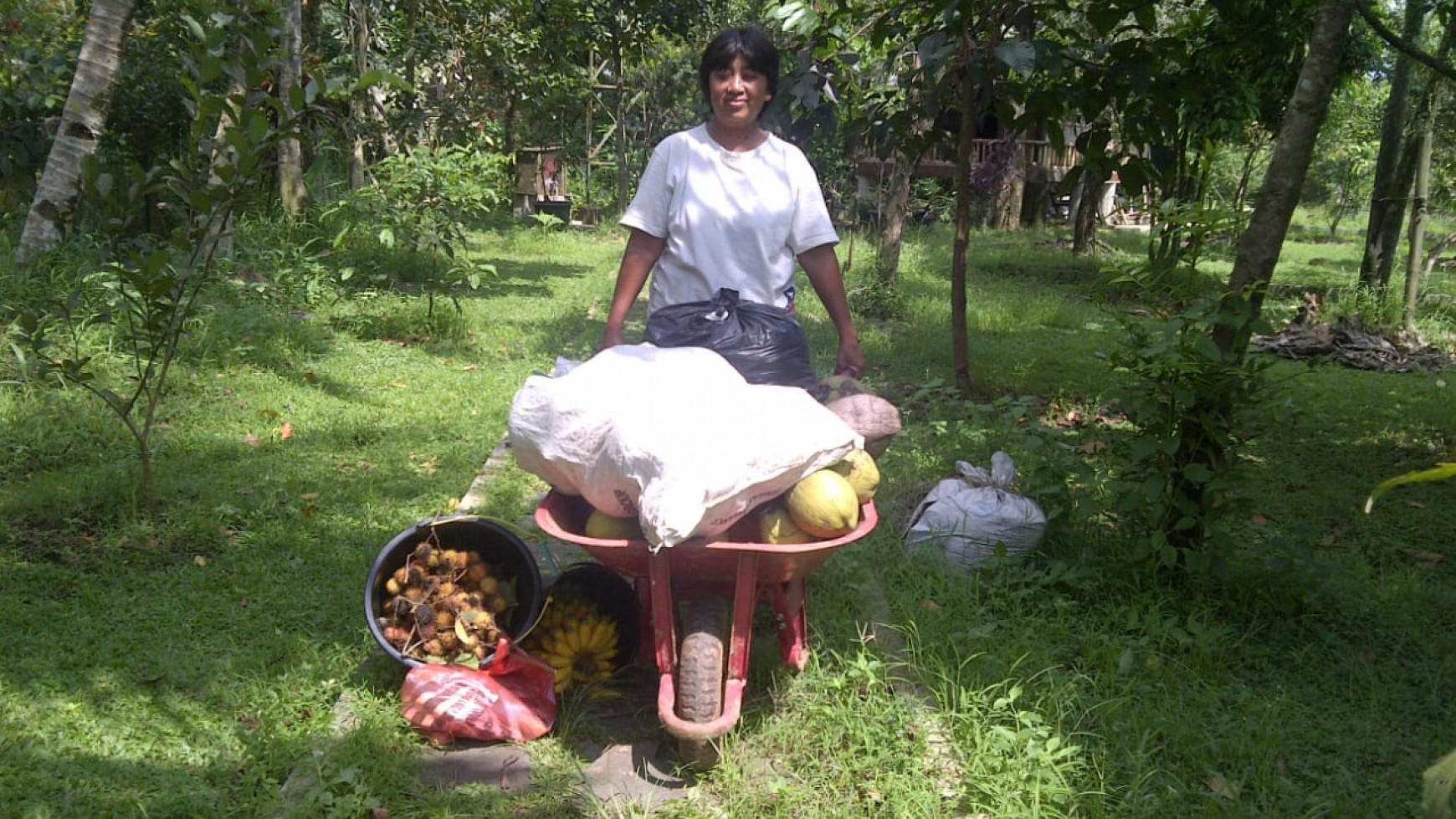 For Sale Kebun Buah , sawah dan Villa area Dramaga Bogor