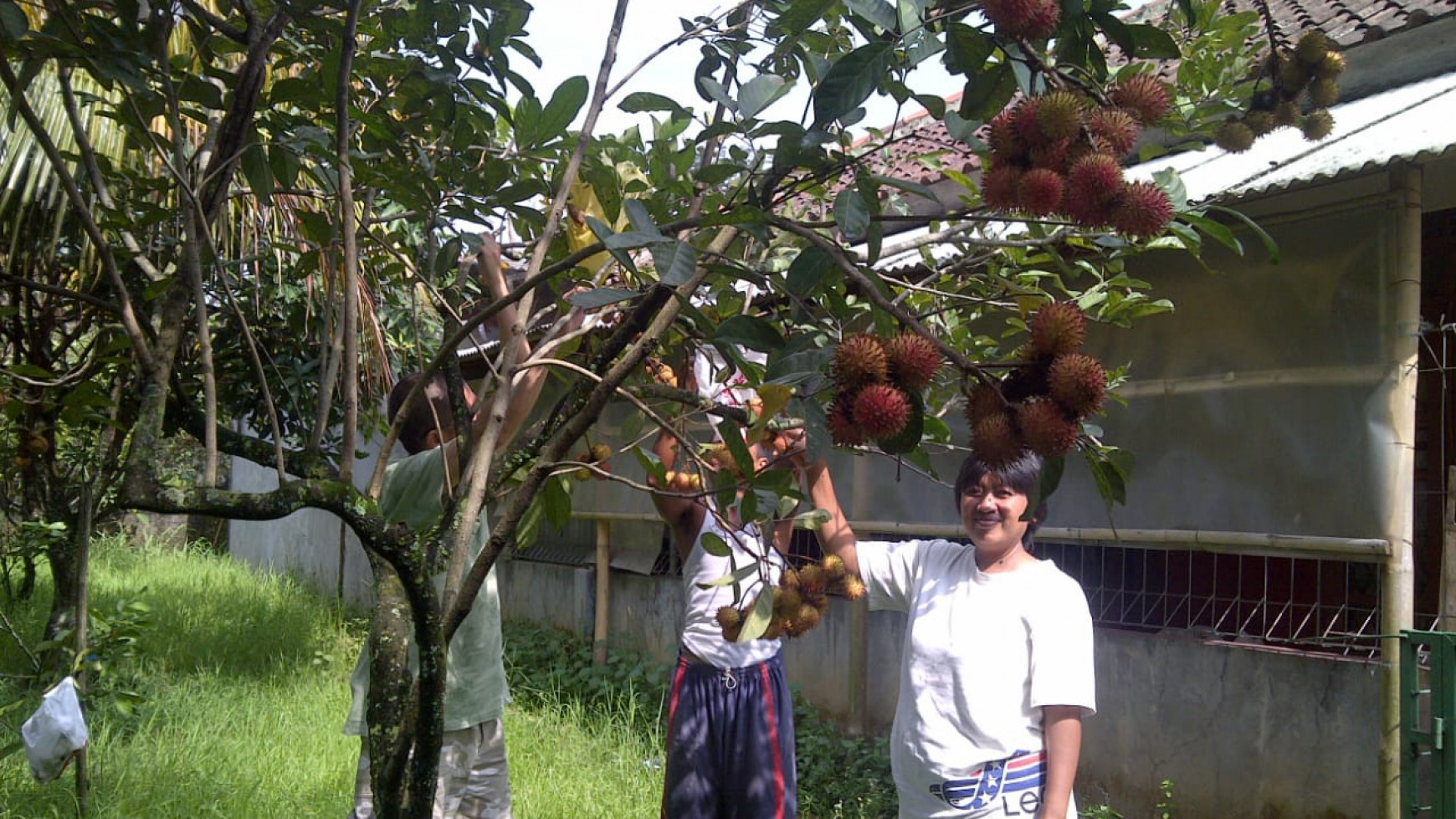 For Sale Kebun Buah , sawah dan Villa area Dramaga Bogor