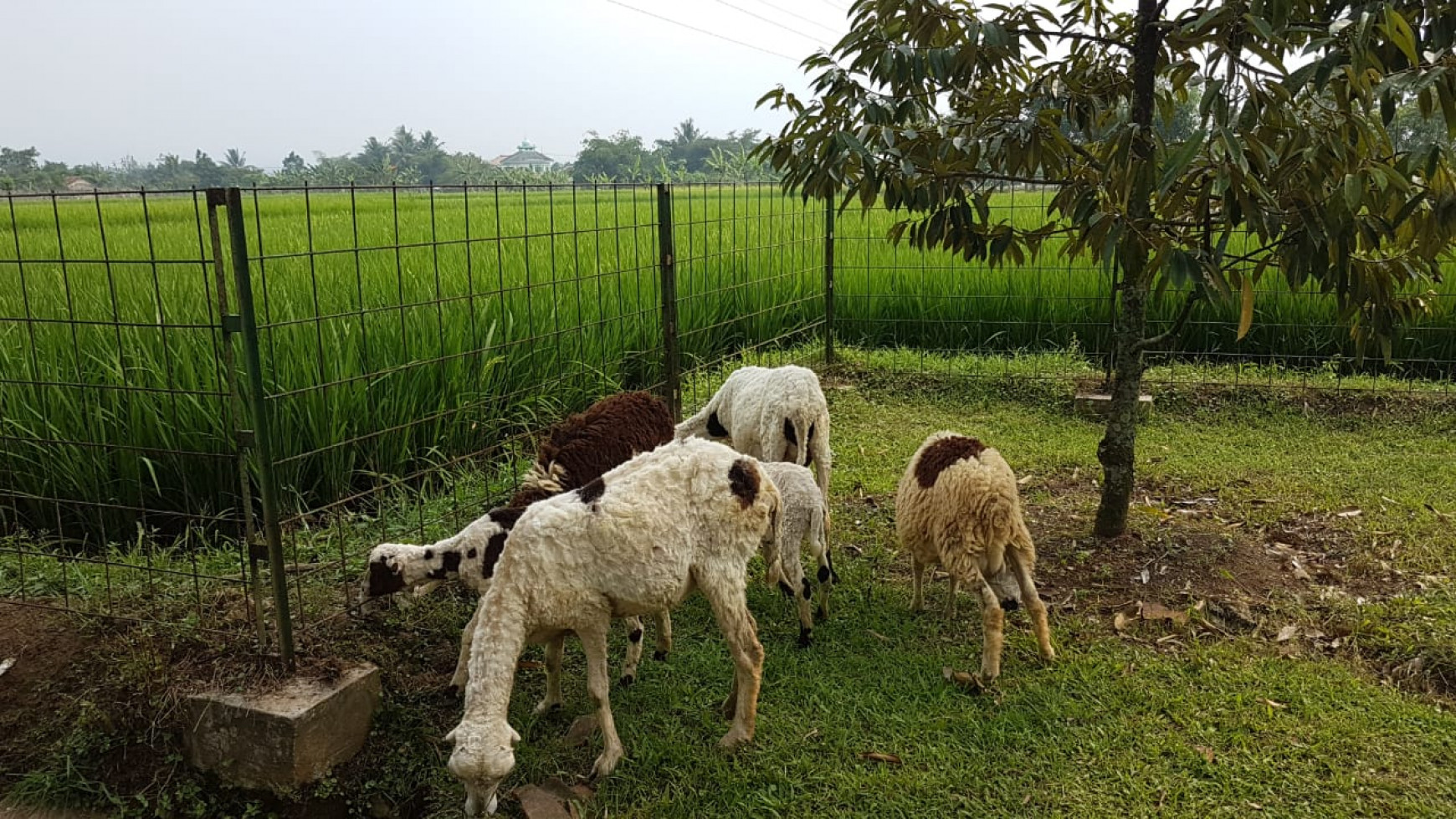 For Sale Kebun Buah , sawah dan Villa area Dramaga Bogor