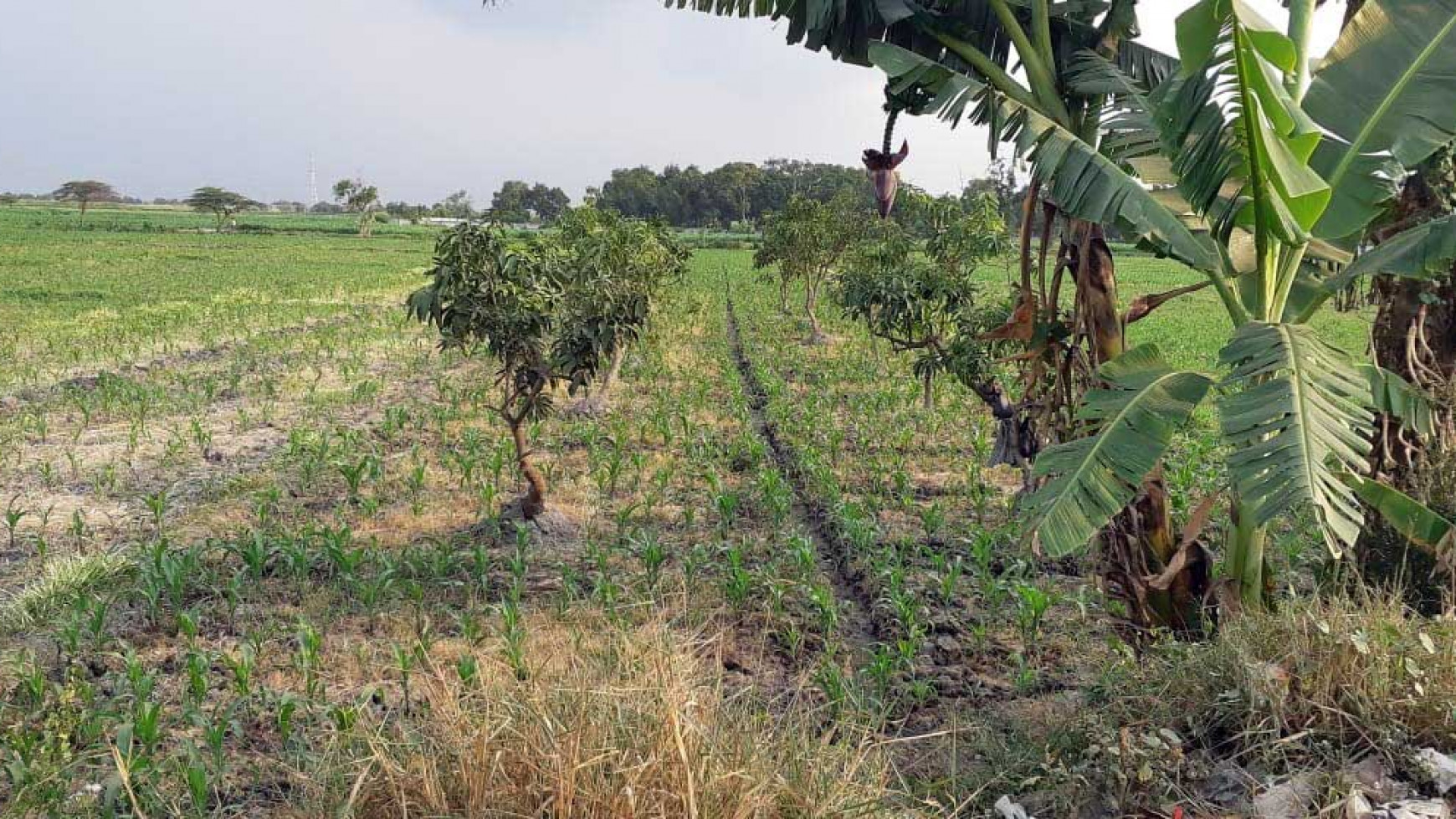 Tanah di Raya By Pass Mojokerto, SHM, Hadap Utara