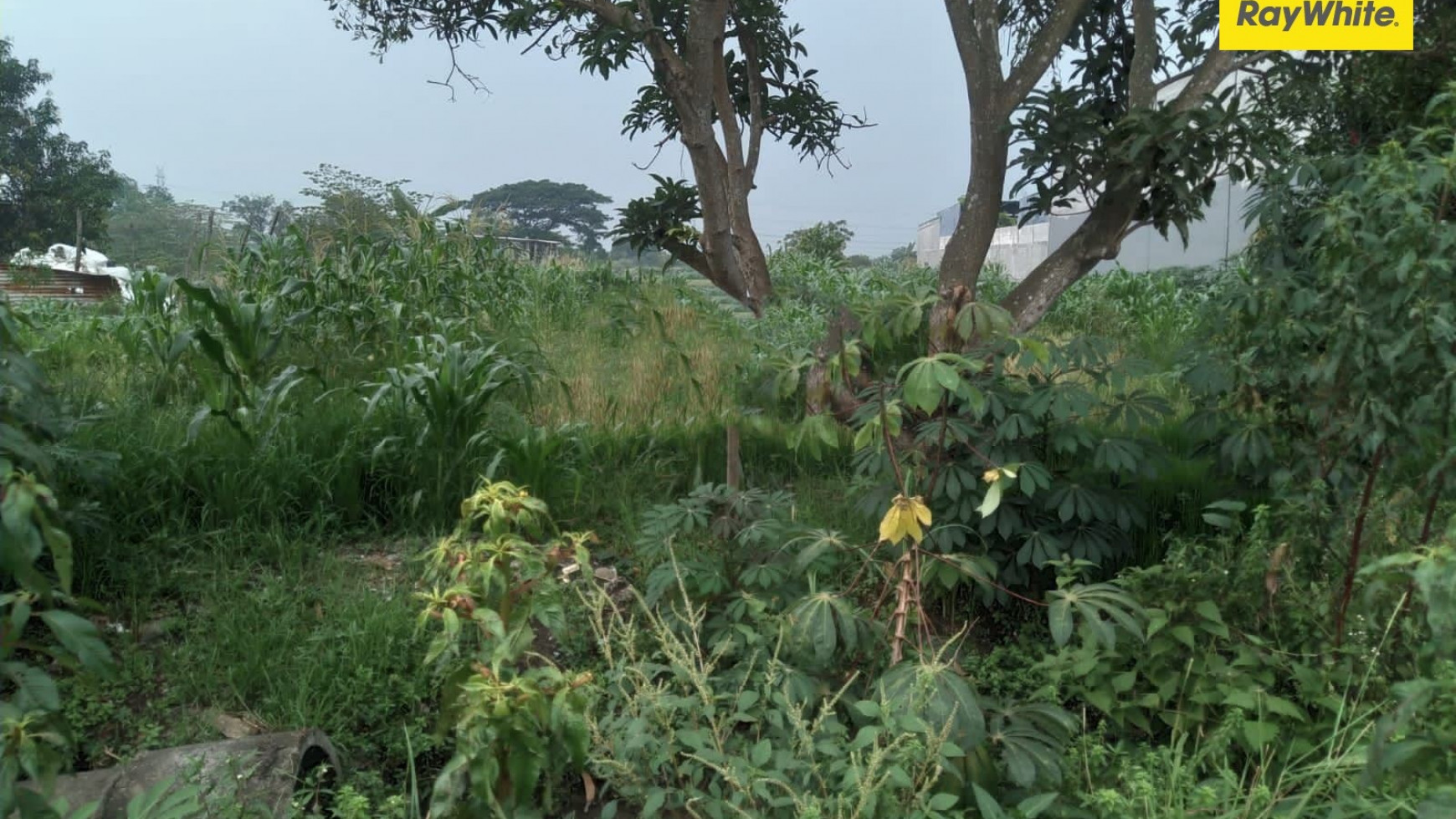 Tanah SHM di Nol Jalan Raya Menganti, Wonokoyo, Gresik