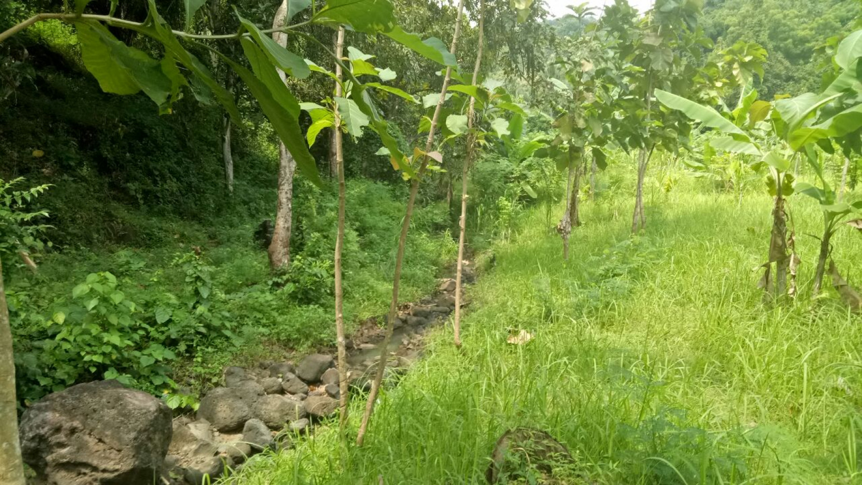 400 M2 SUPER CHEAP LAND FOR SALE IN LOVINA