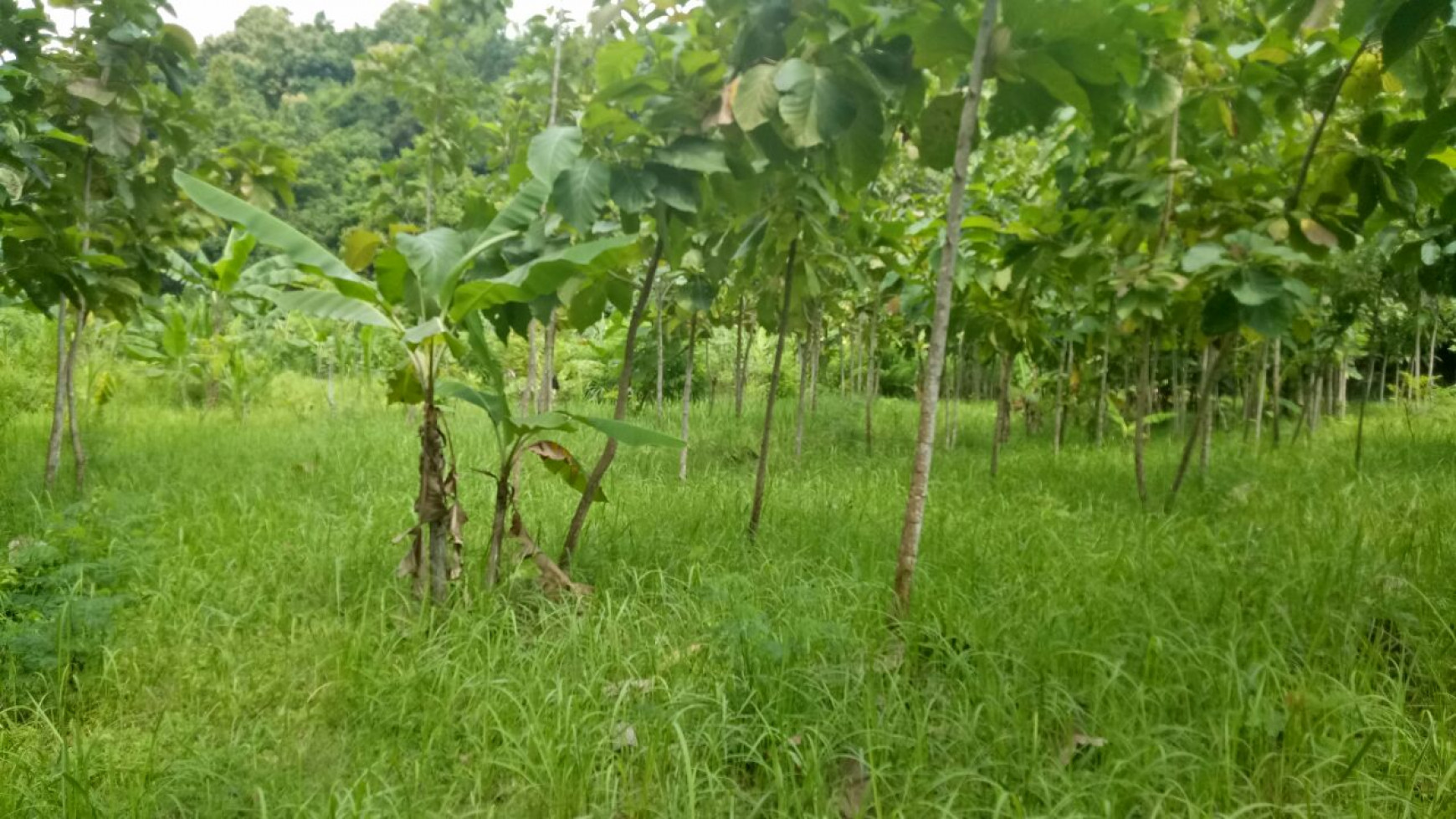 400 M2 SUPER CHEAP LAND FOR SALE IN LOVINA