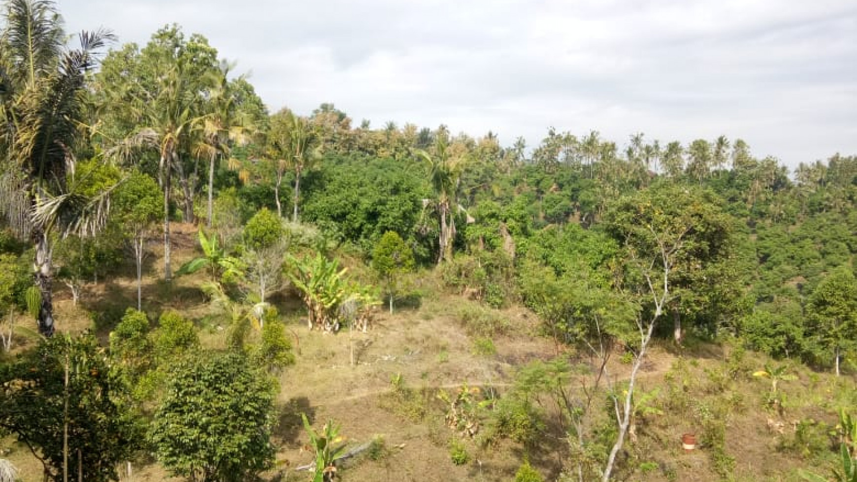 Land for sale ocean view in Lovina area