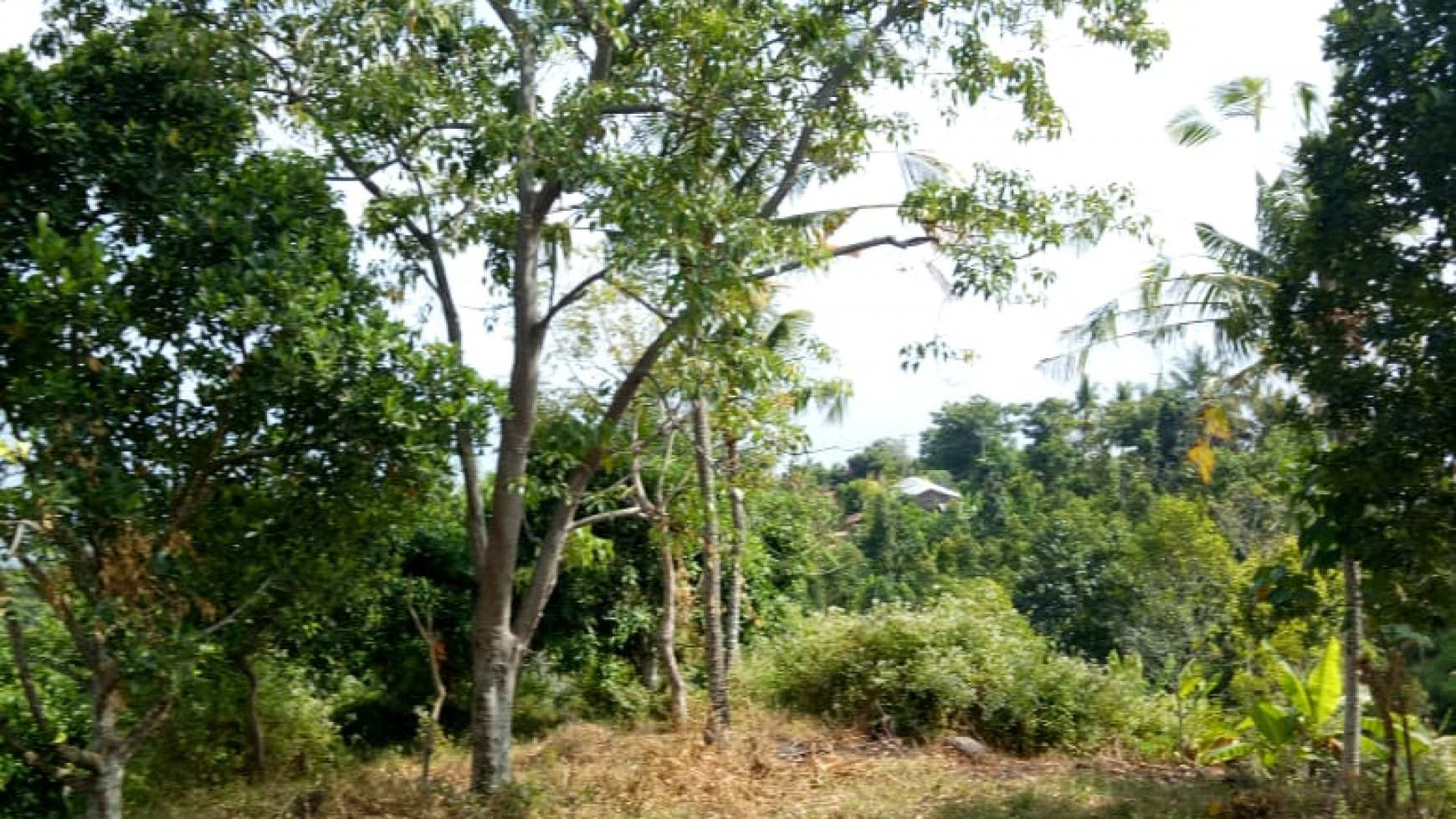 Land for sale ocean view in Lovina area