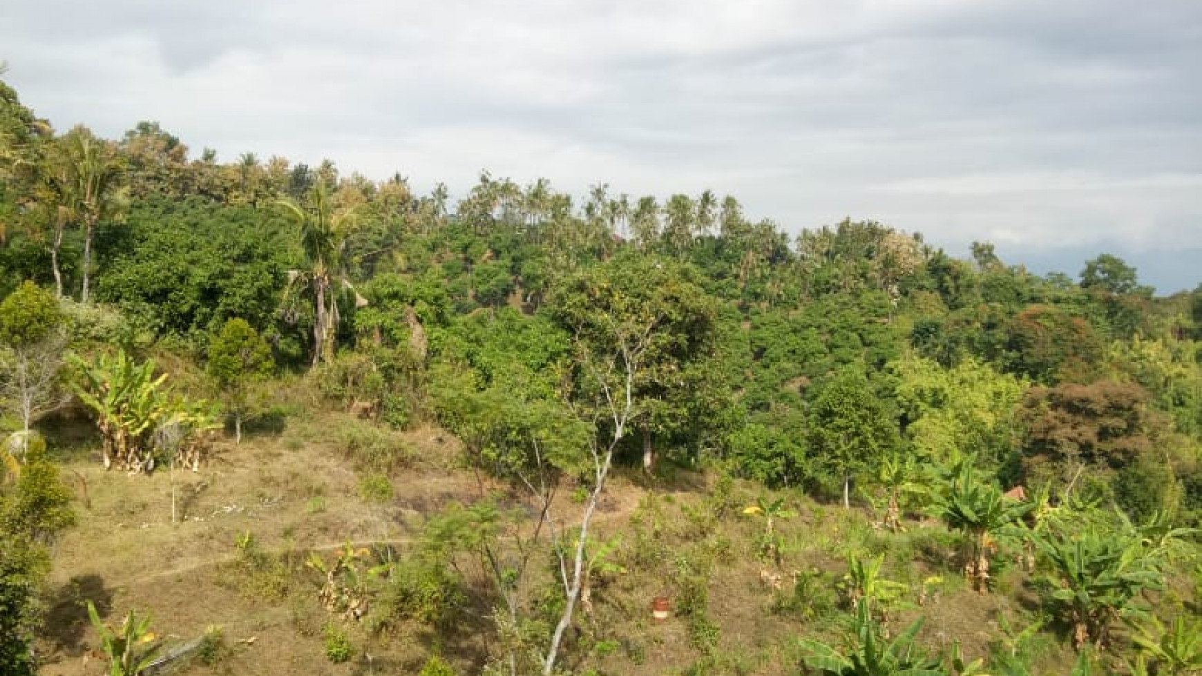 Land for sale ocean view in Lovina area