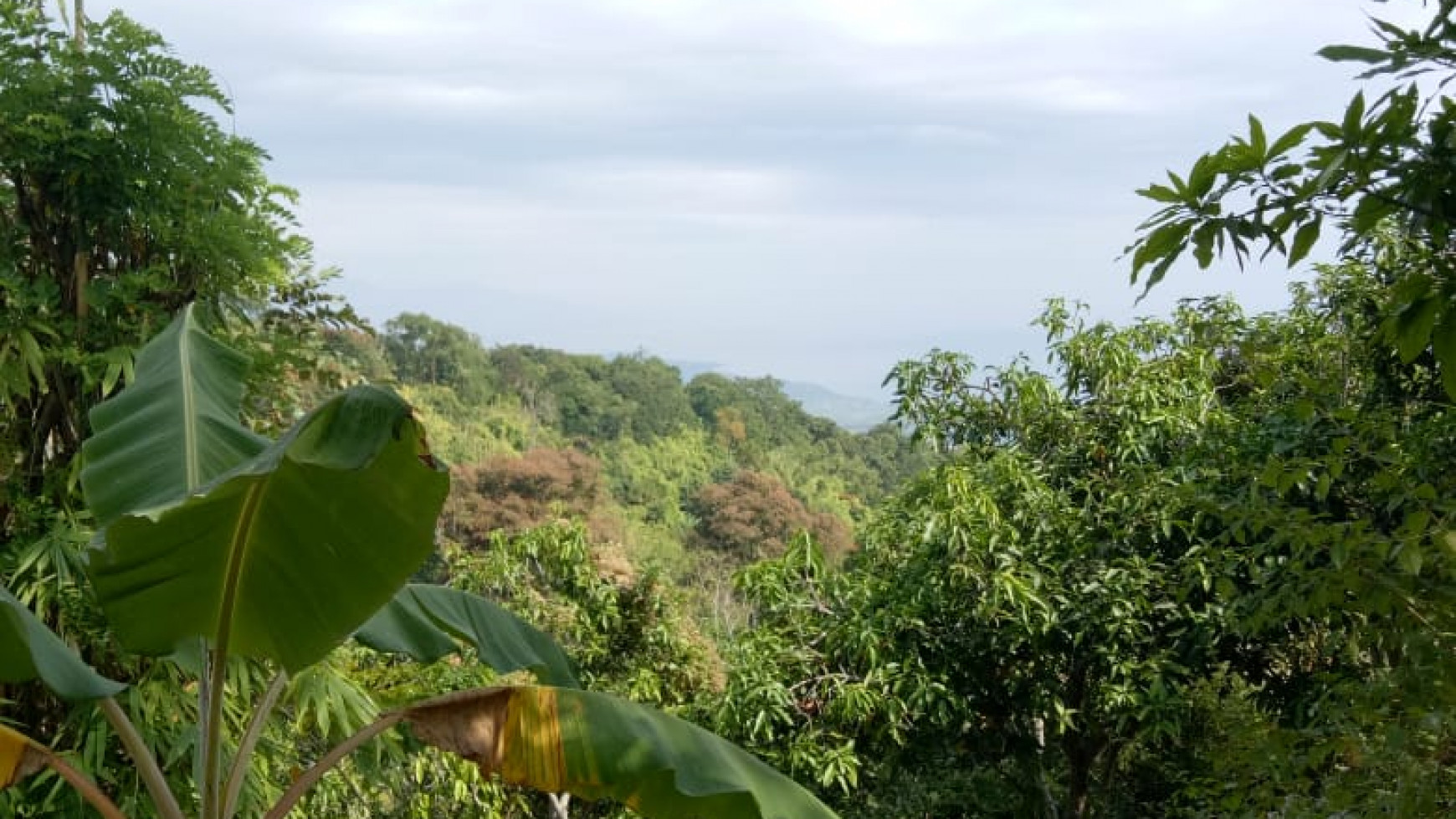 Land for sale ocean view in Lovina area