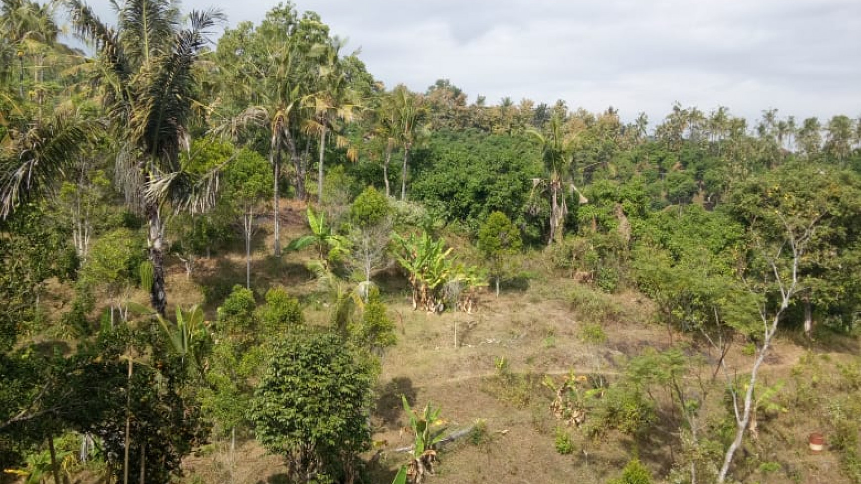 Land for sale ocean view in Lovina area